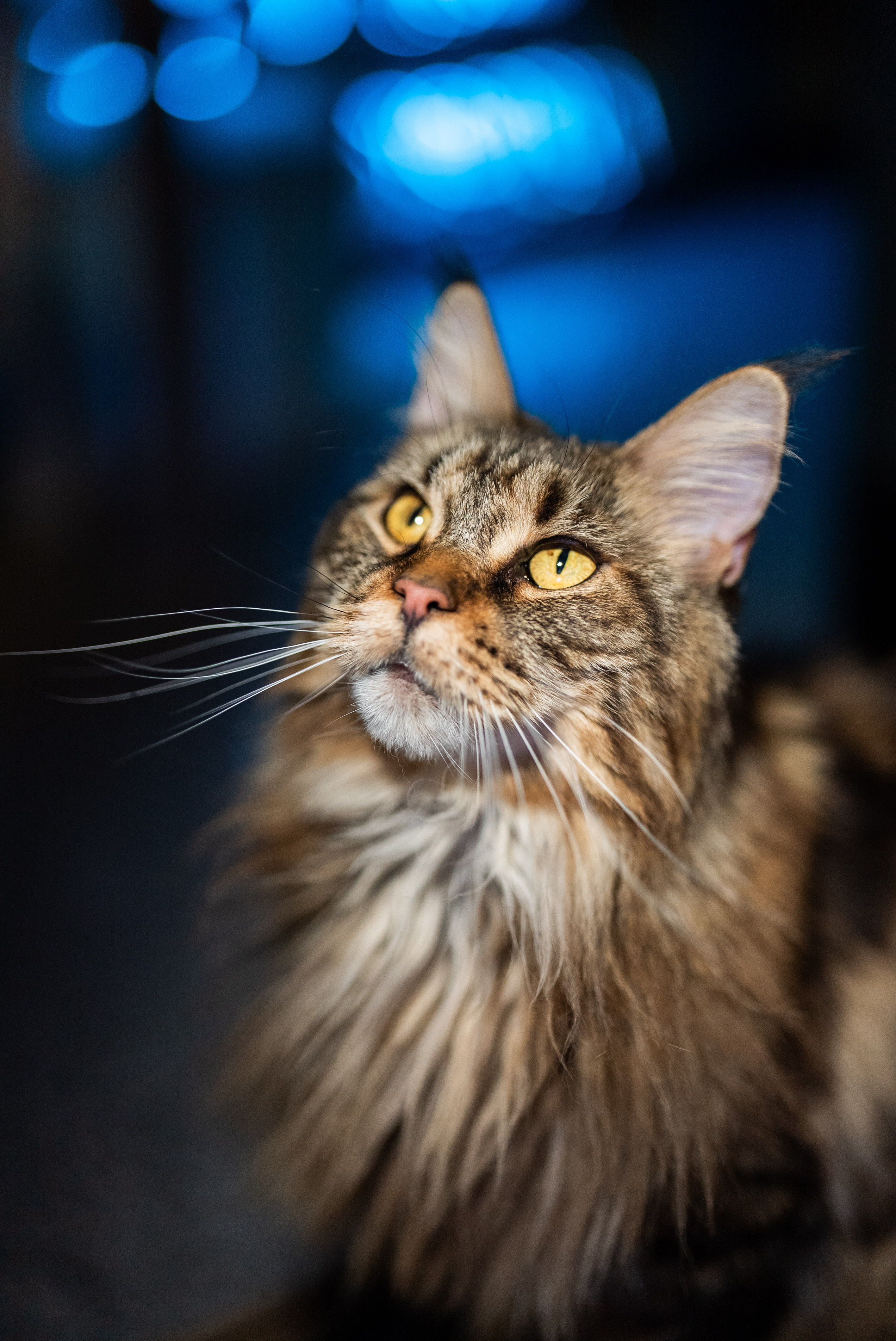 Maine Coon Grooming Guide: Managing a Big Coat Without the Big Problems