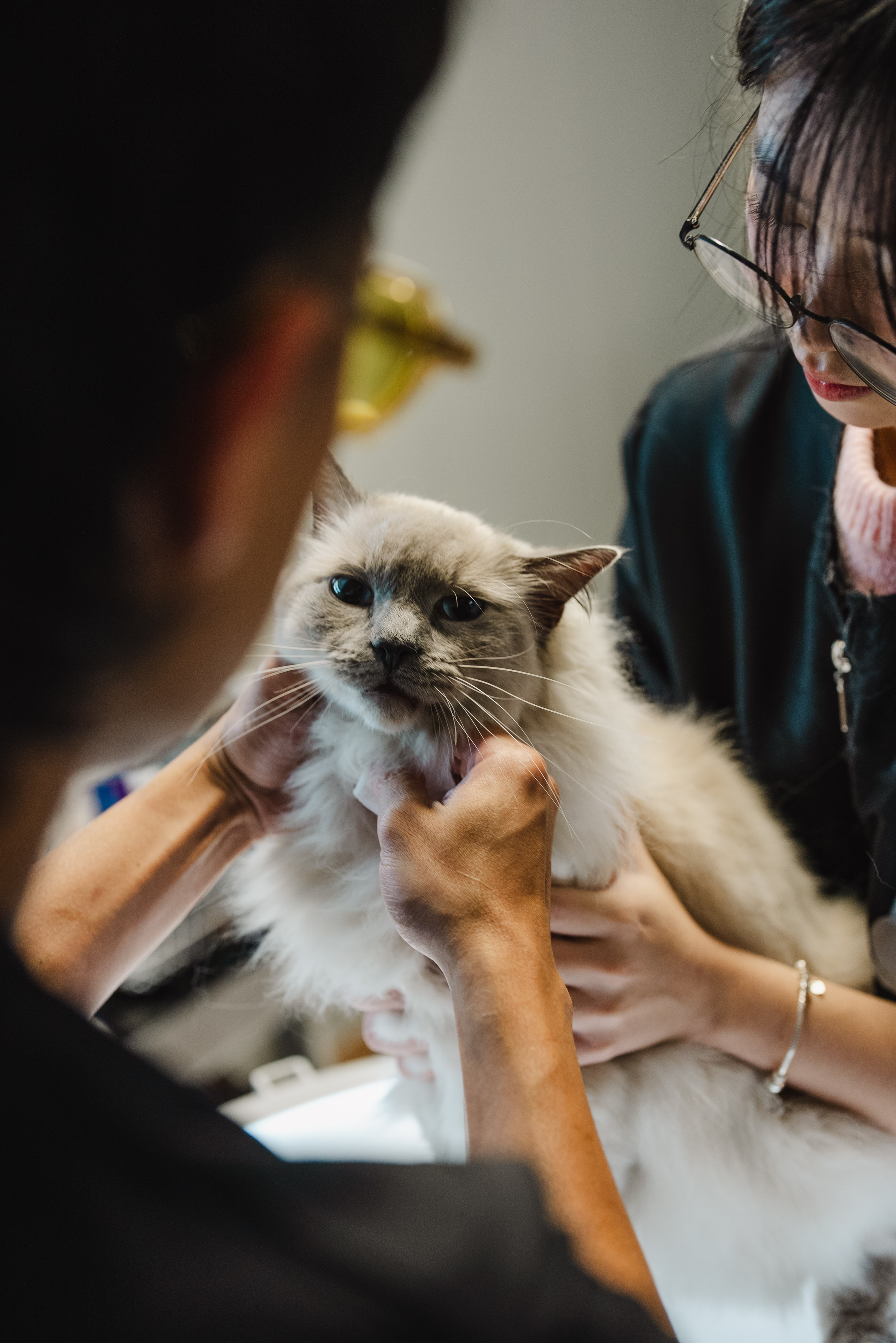 Best Cat Grooming Near Me in Melbourne | XMMO Cat Grooming