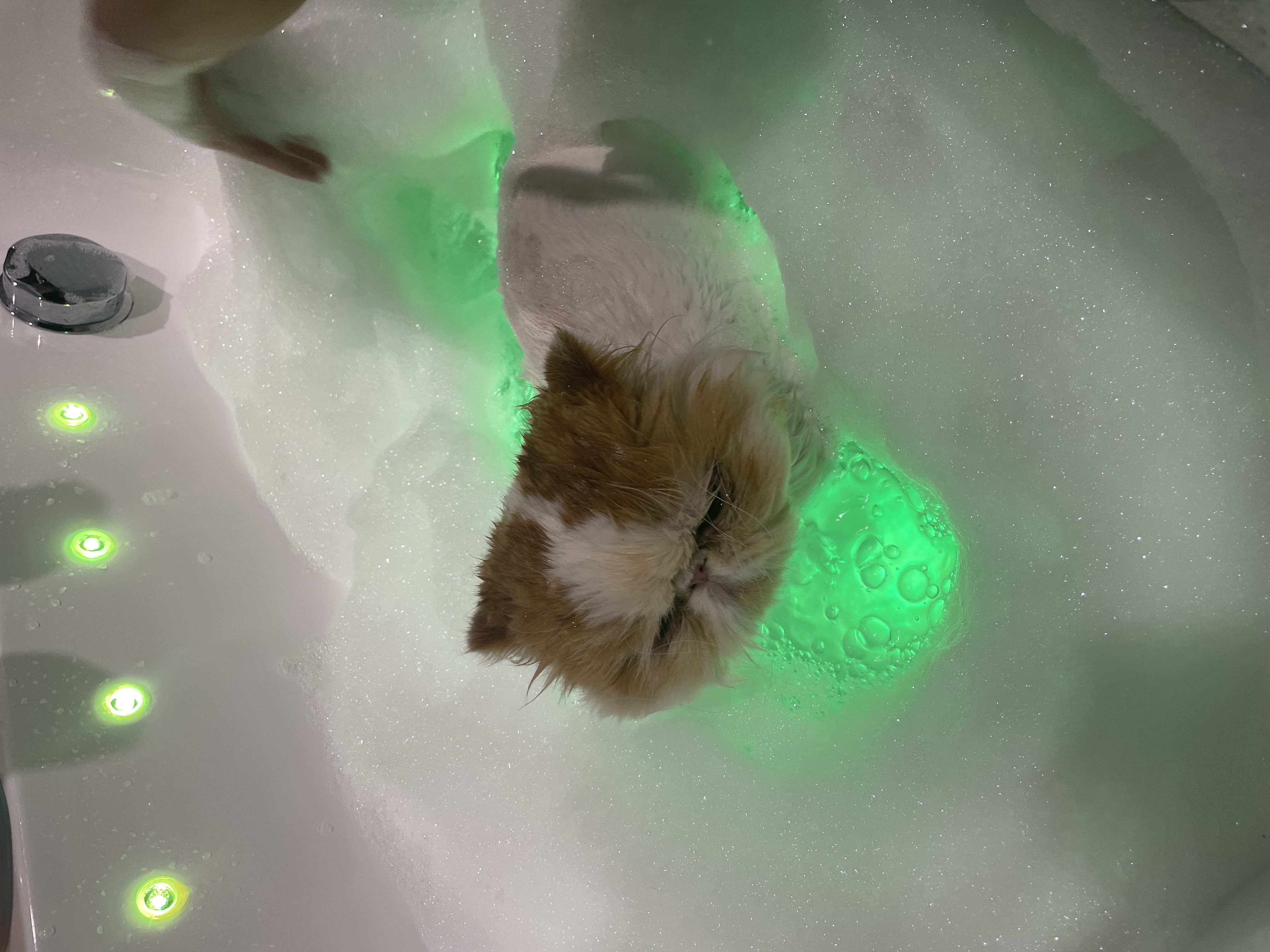 Persian Cat Grooming Guide: Dense Coats, Mat Prevention & Care Costs