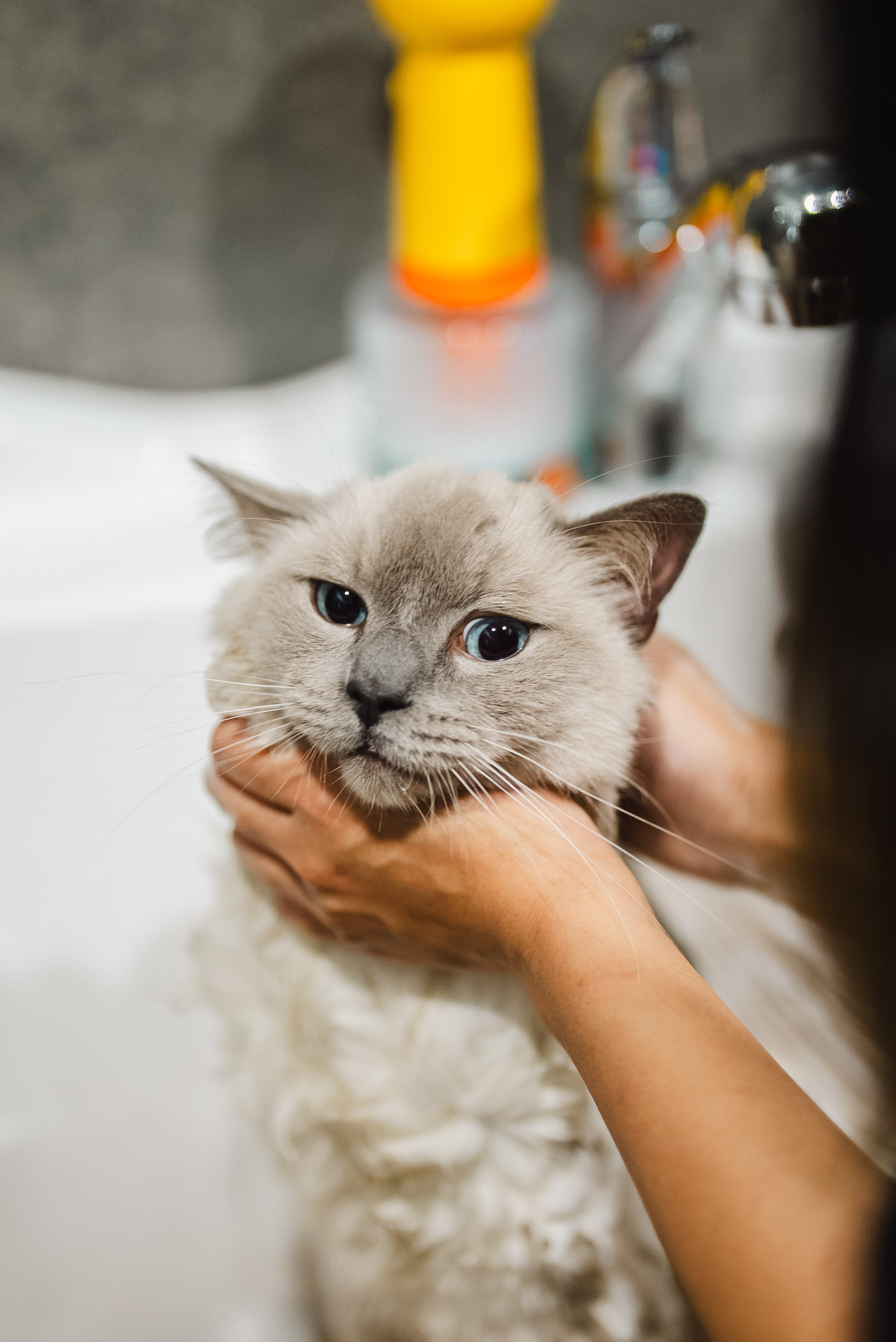 A predictable grooming routine schedule is how you show love to your scaredy cat