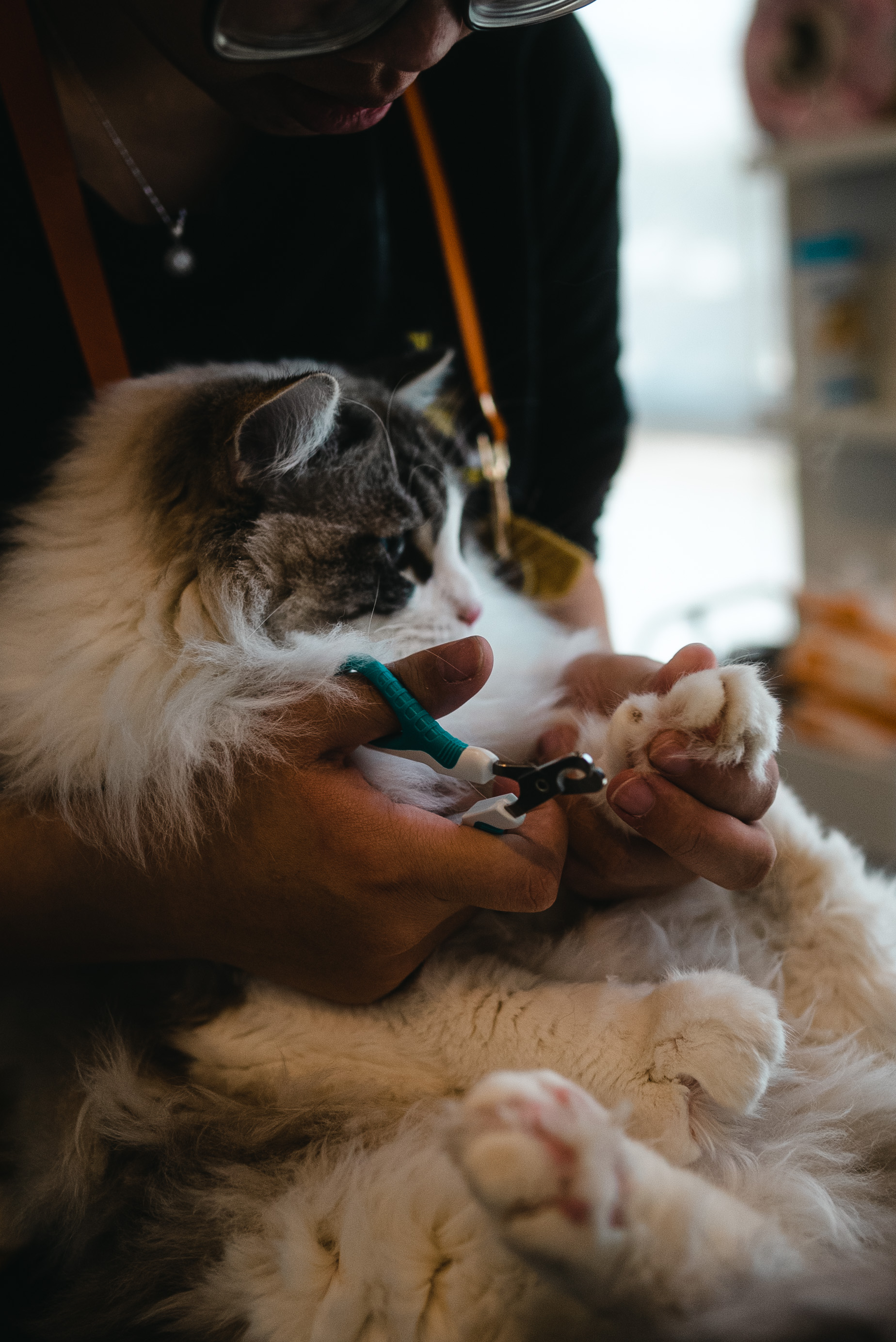 Cats are complex animals who have long term memory and what should you do about it?