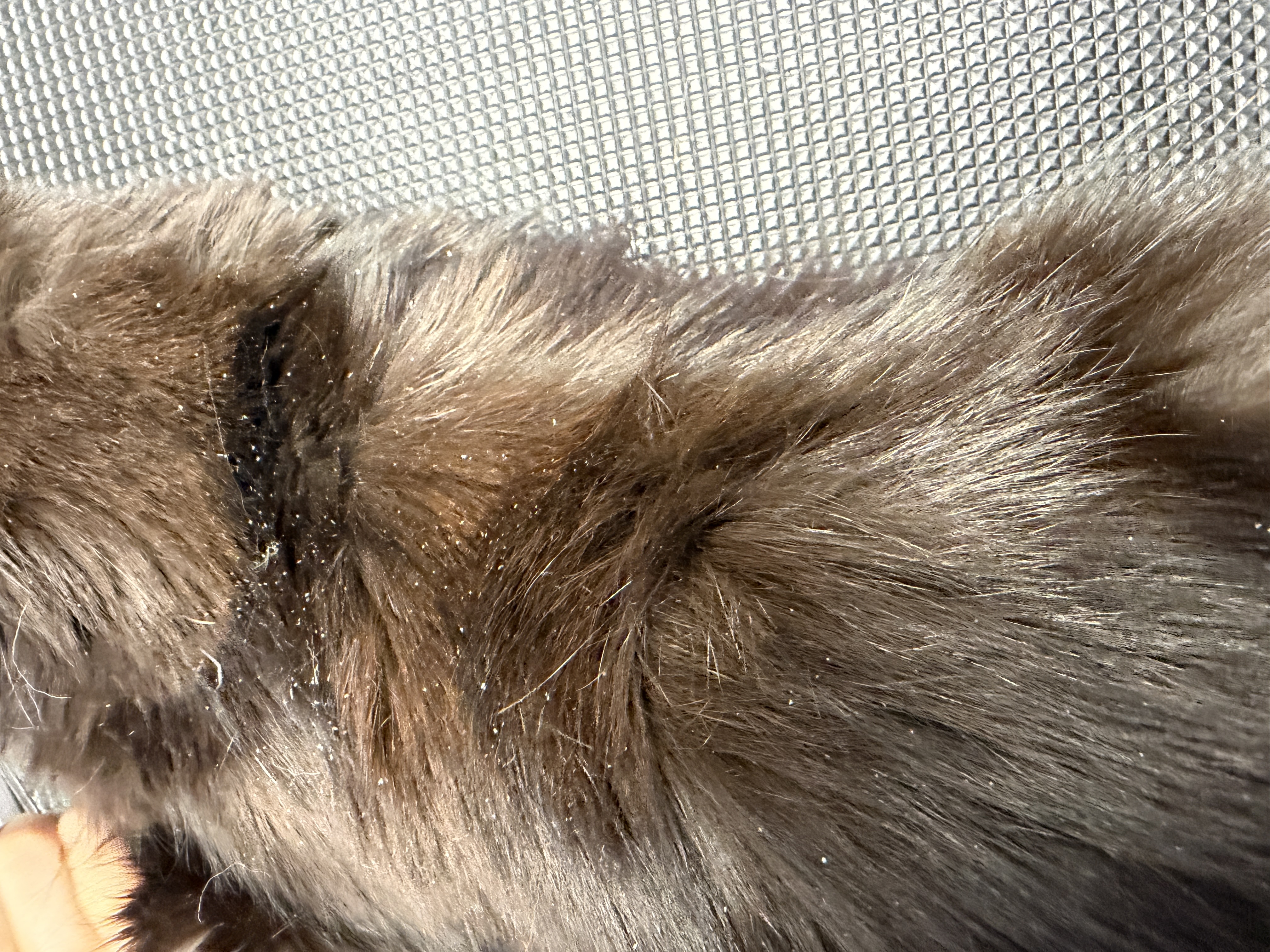 Dandruff - early sign of seborrheic dermatitis in cats and grooming treatment