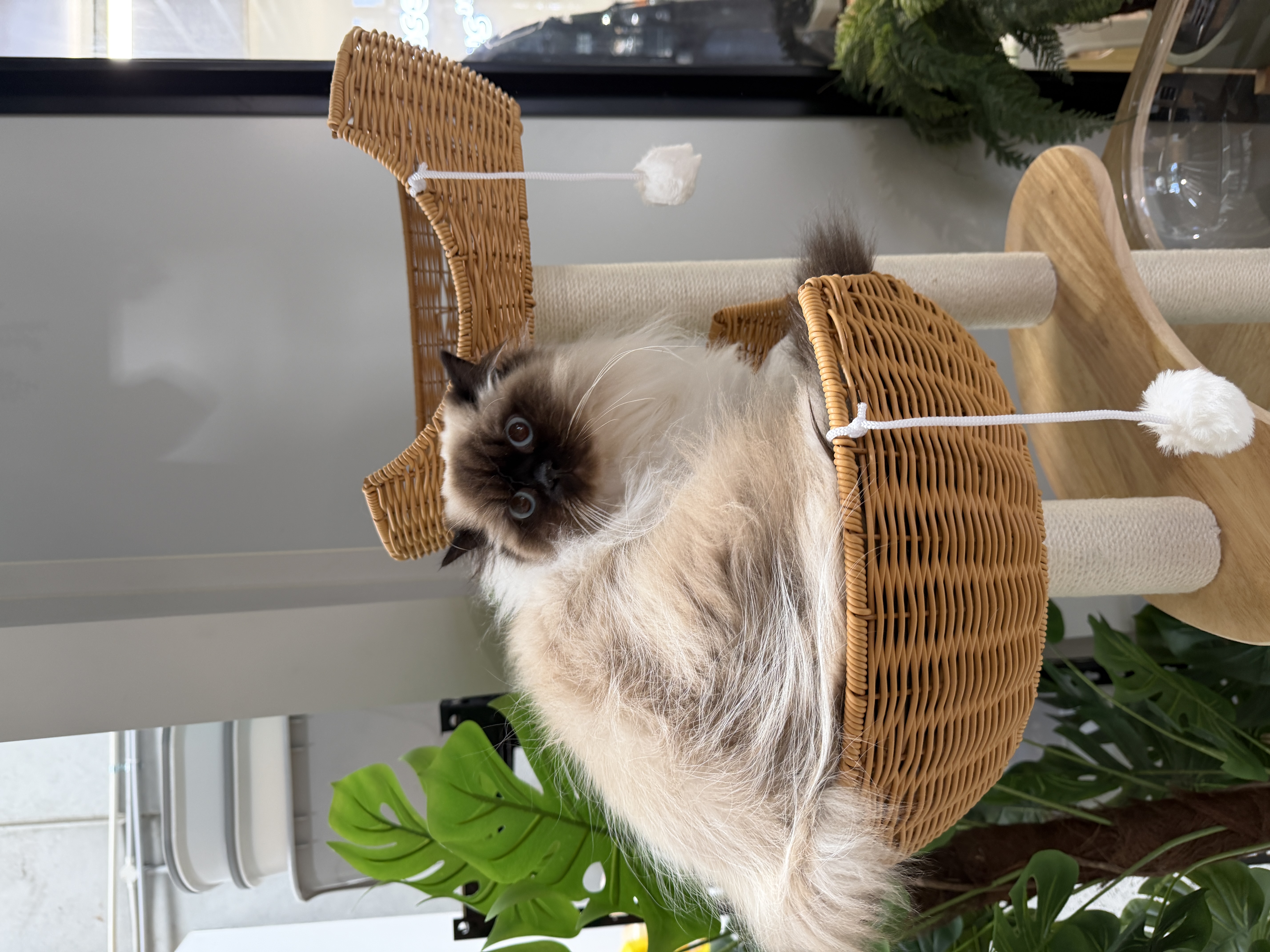 Grooming for Ragdoll cats: What every owner should know