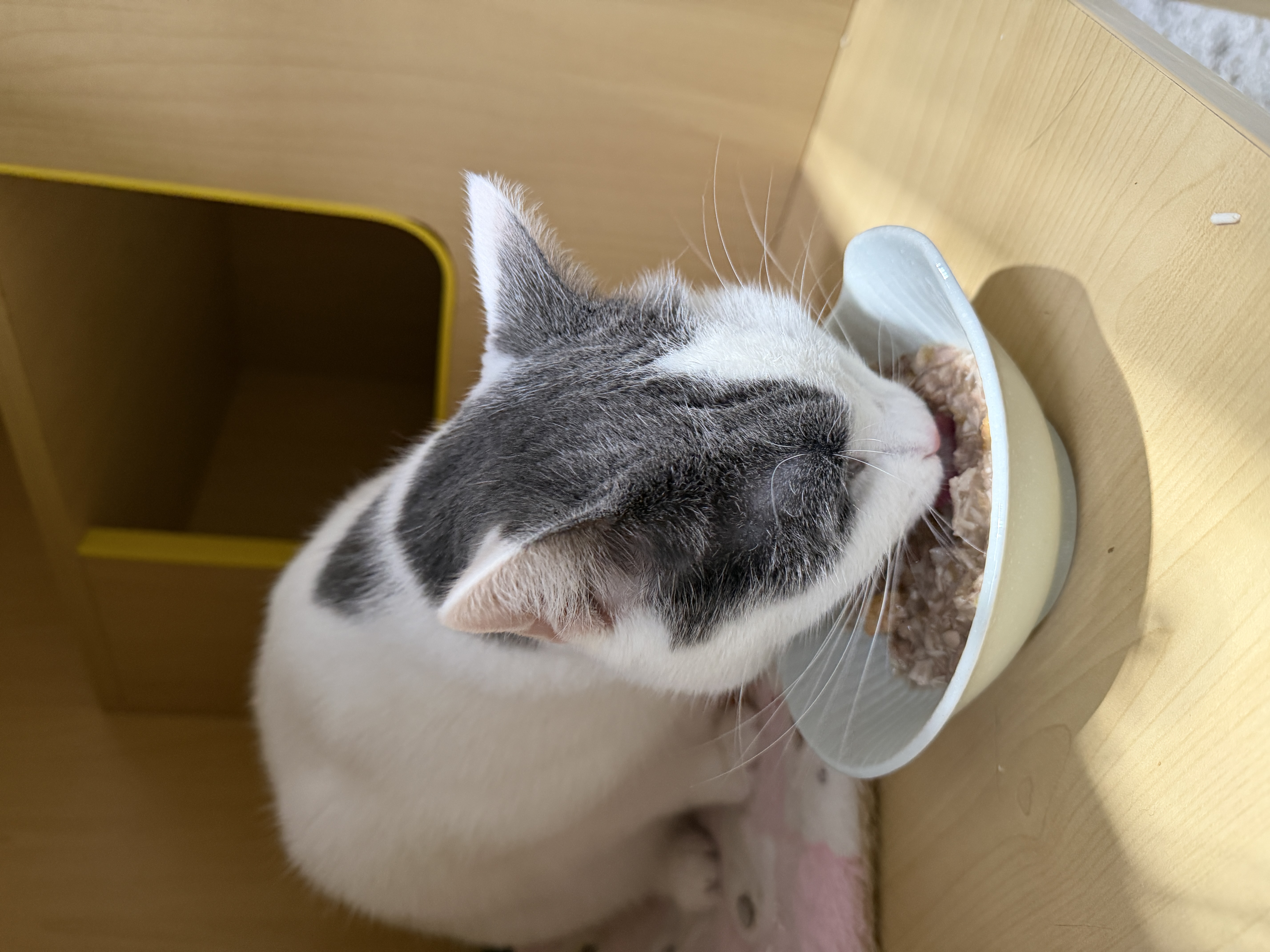 Why do your cats keep vomiting? Their gut has been telling you the truth about what it needs — most of us just weren't taught to listen.
