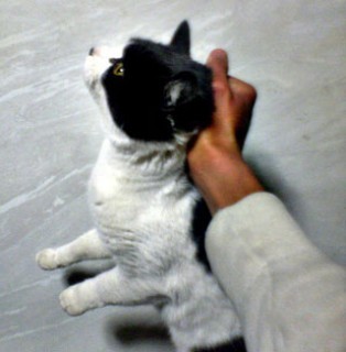 A cat being restrained by the scruff of its neck