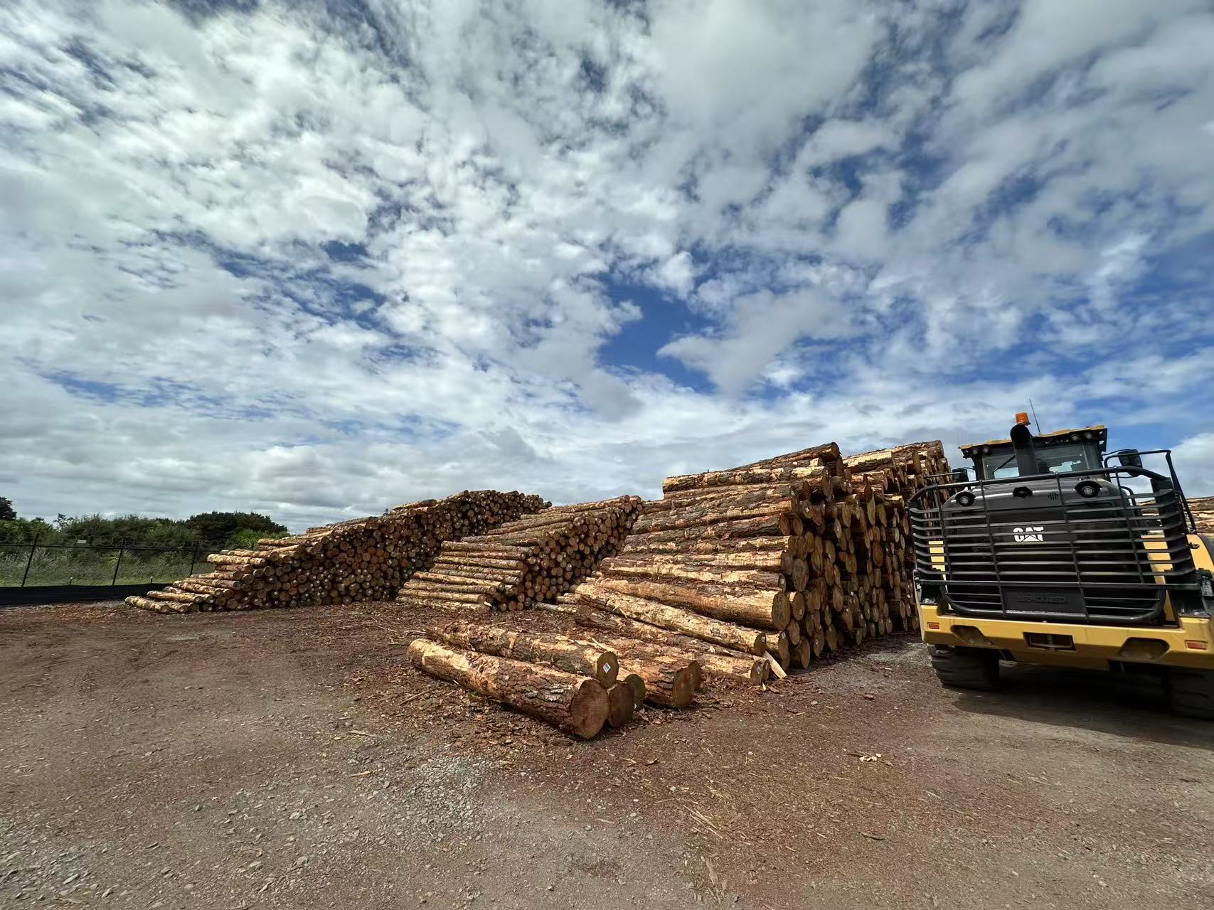 New Zealand Radiata Pine logs in a yard