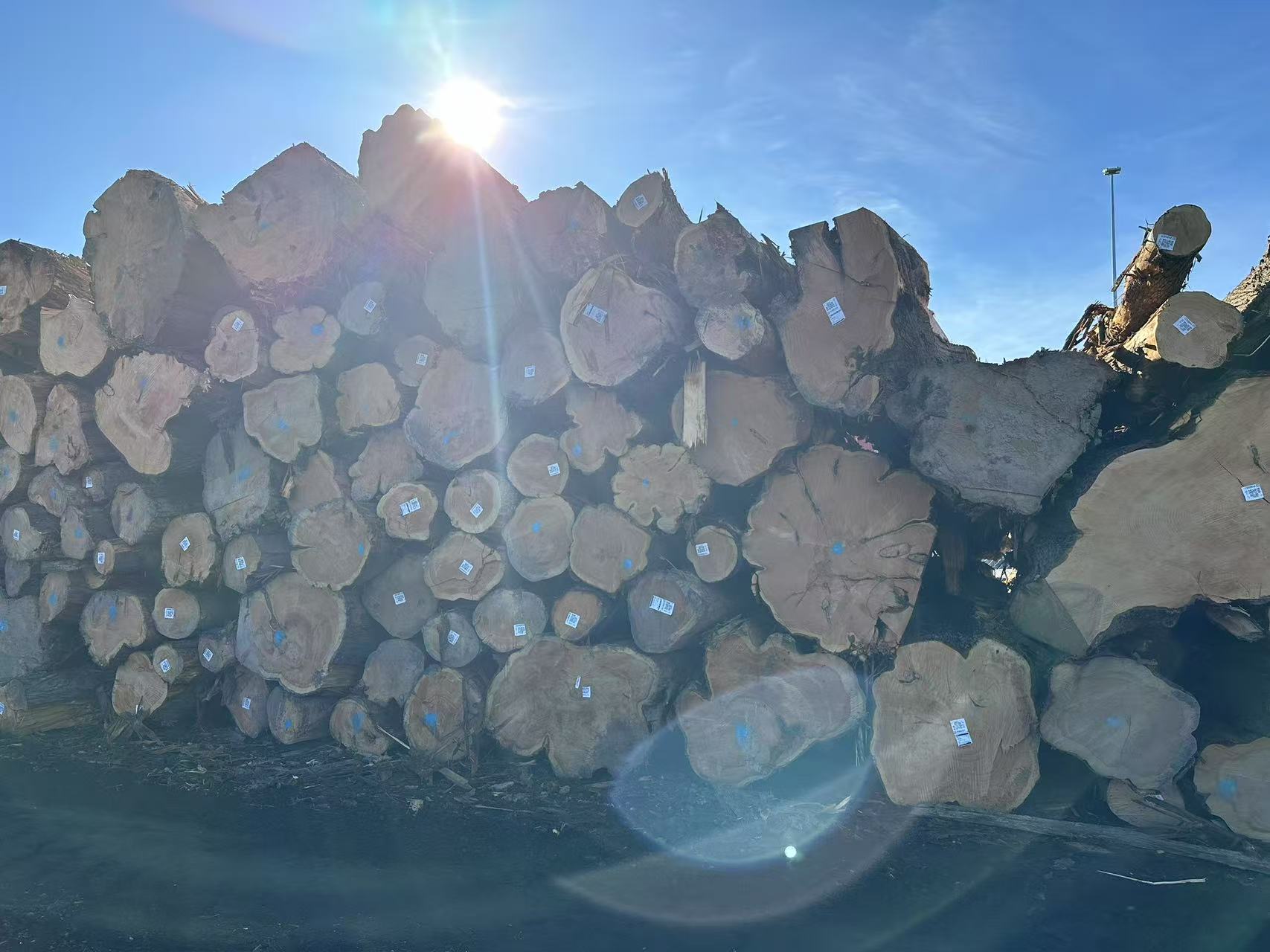 New Zealand Macrocarpa logs