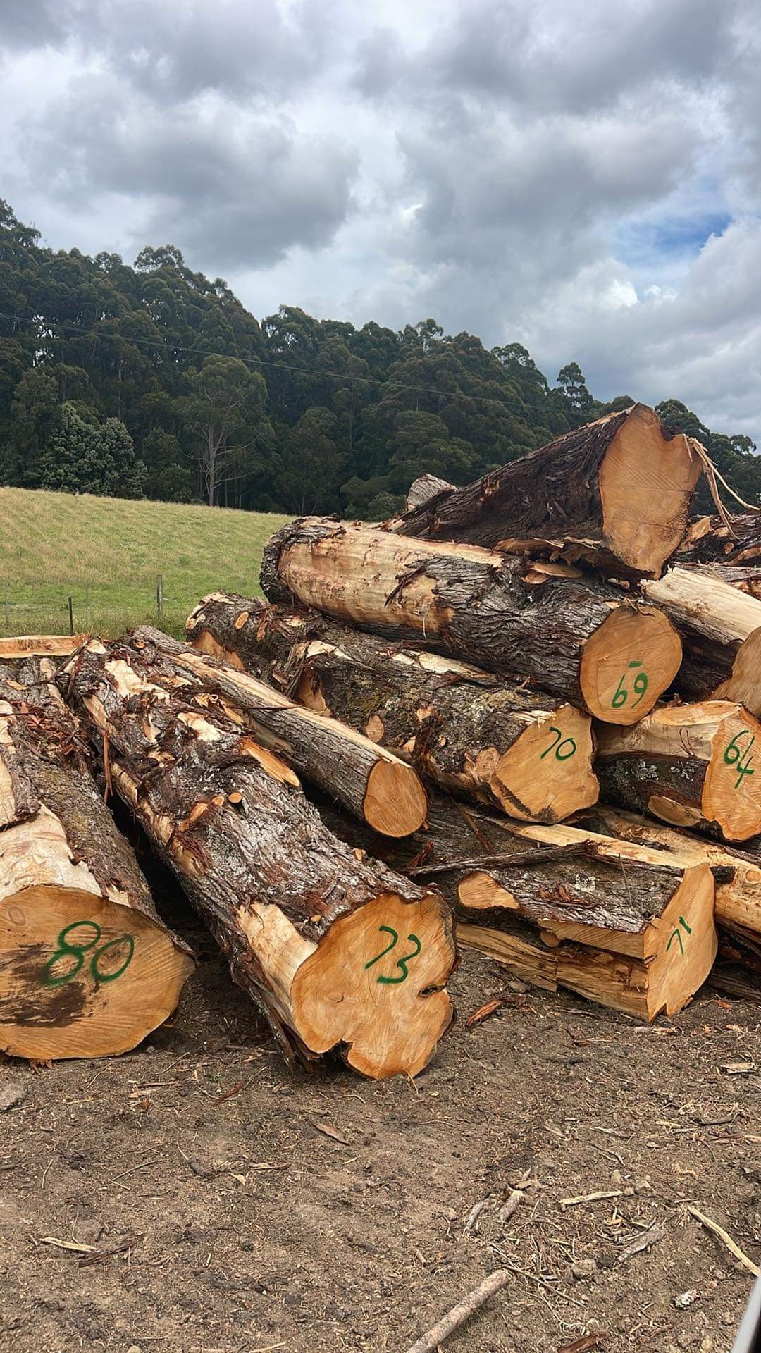 Tasmanian Macrocarpa logs