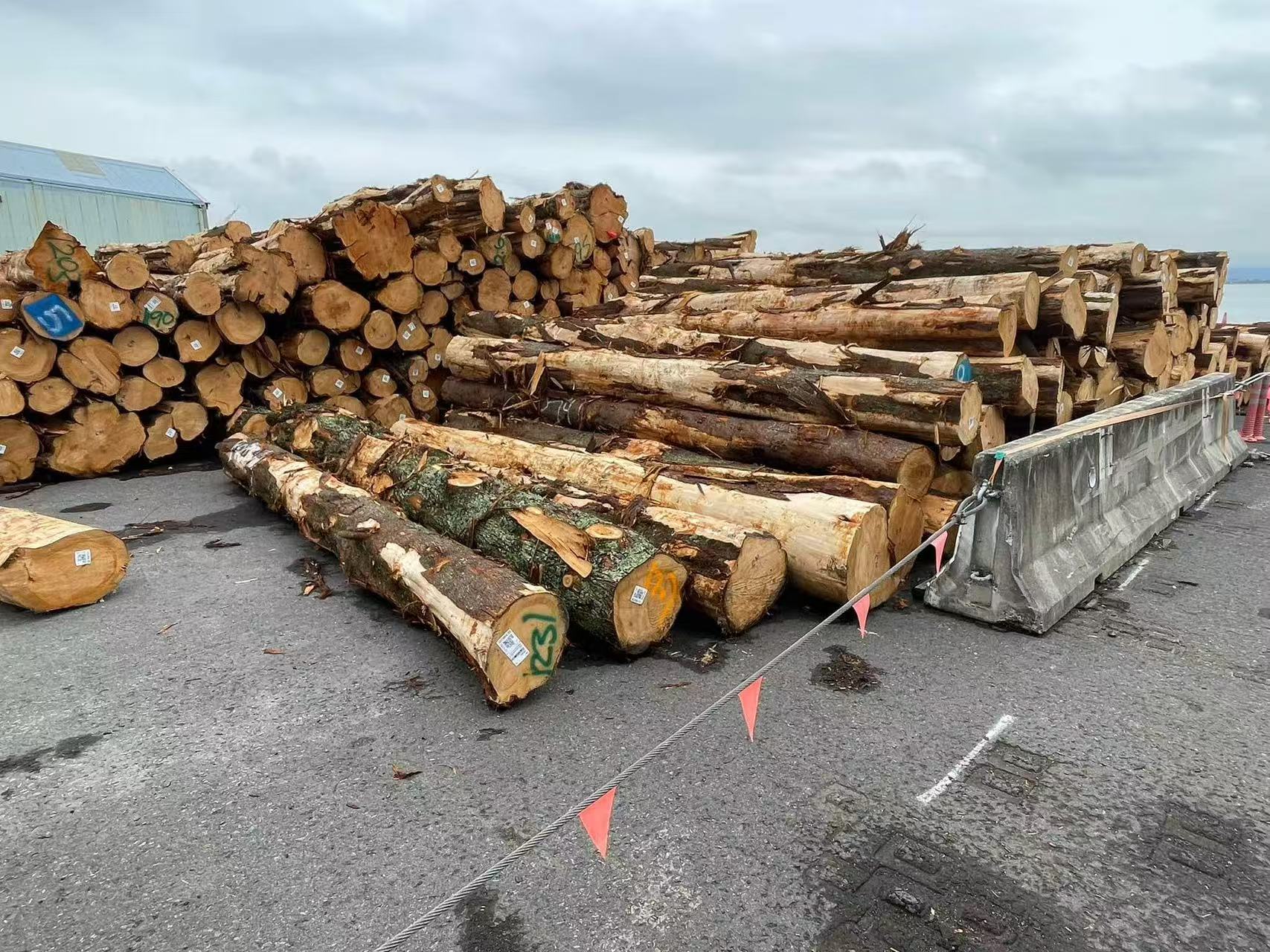 New Zealand Macrocarpa logs at a port yard