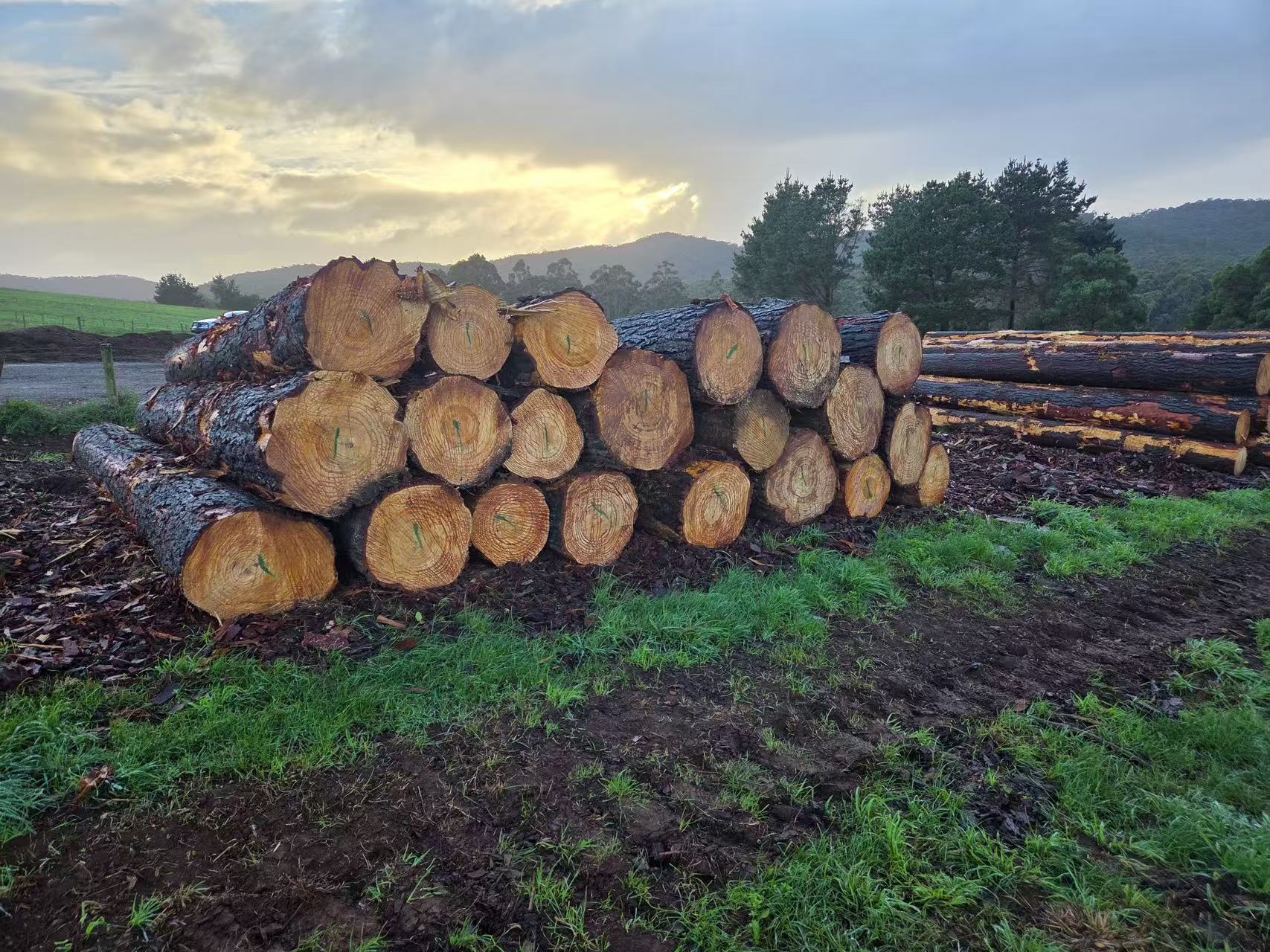 Australian Radiata Pine logs