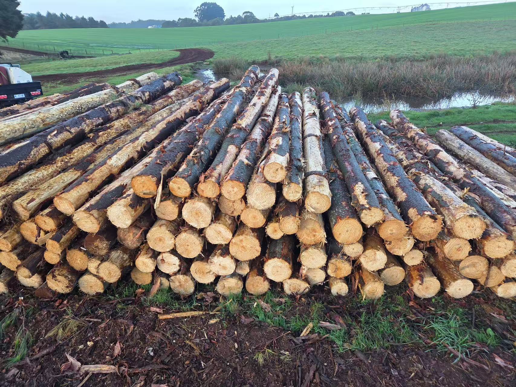 Harvested Australian Radiata Pine logs
