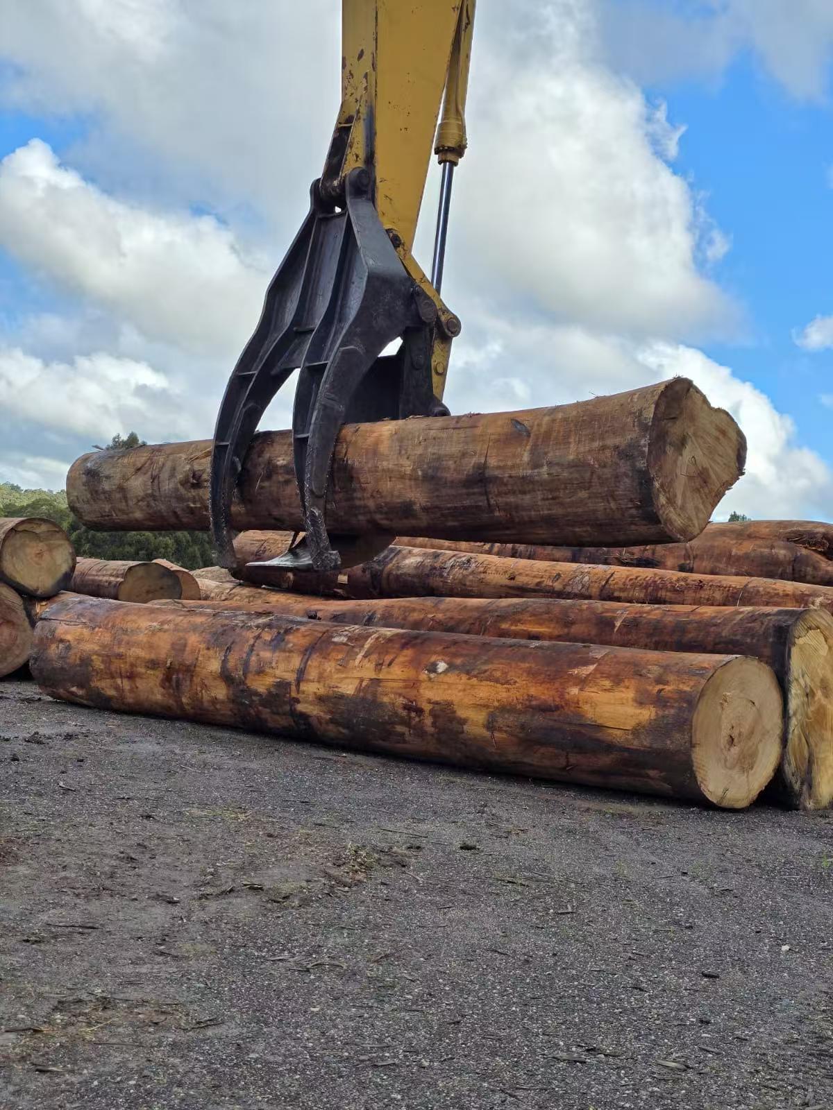 Tasmanian Oak logs in a yard