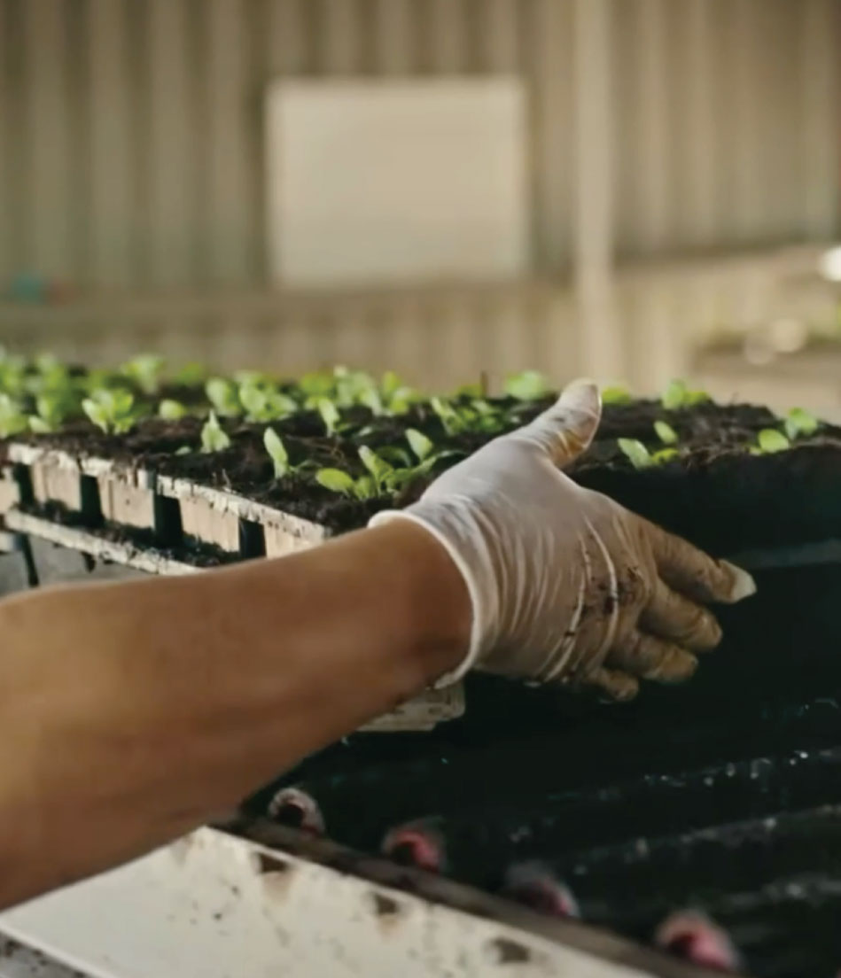 Hands place a tray of seedlings onto a conveyor belt.