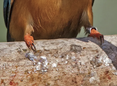 a bird resting on a branch with a ring on his leg