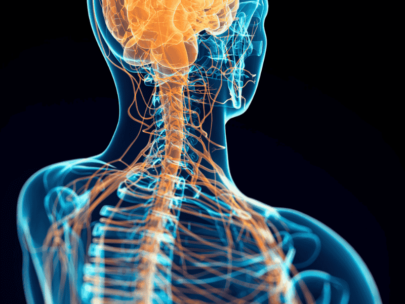Yin yoga y nervio vago: conexión entre cuerpo, mente y sistema nervioso