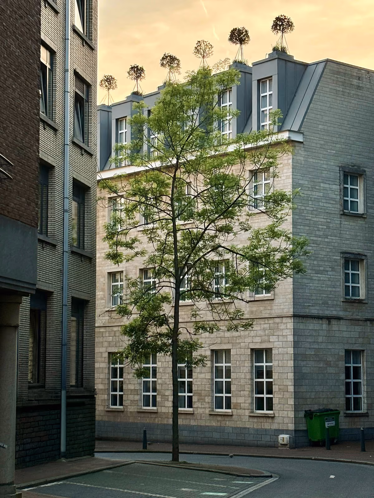 Street view of a tall tree with sparse green leaves in front of a multi-story gray brick building with many white-framed windows, under a yellowish sky at sunset.