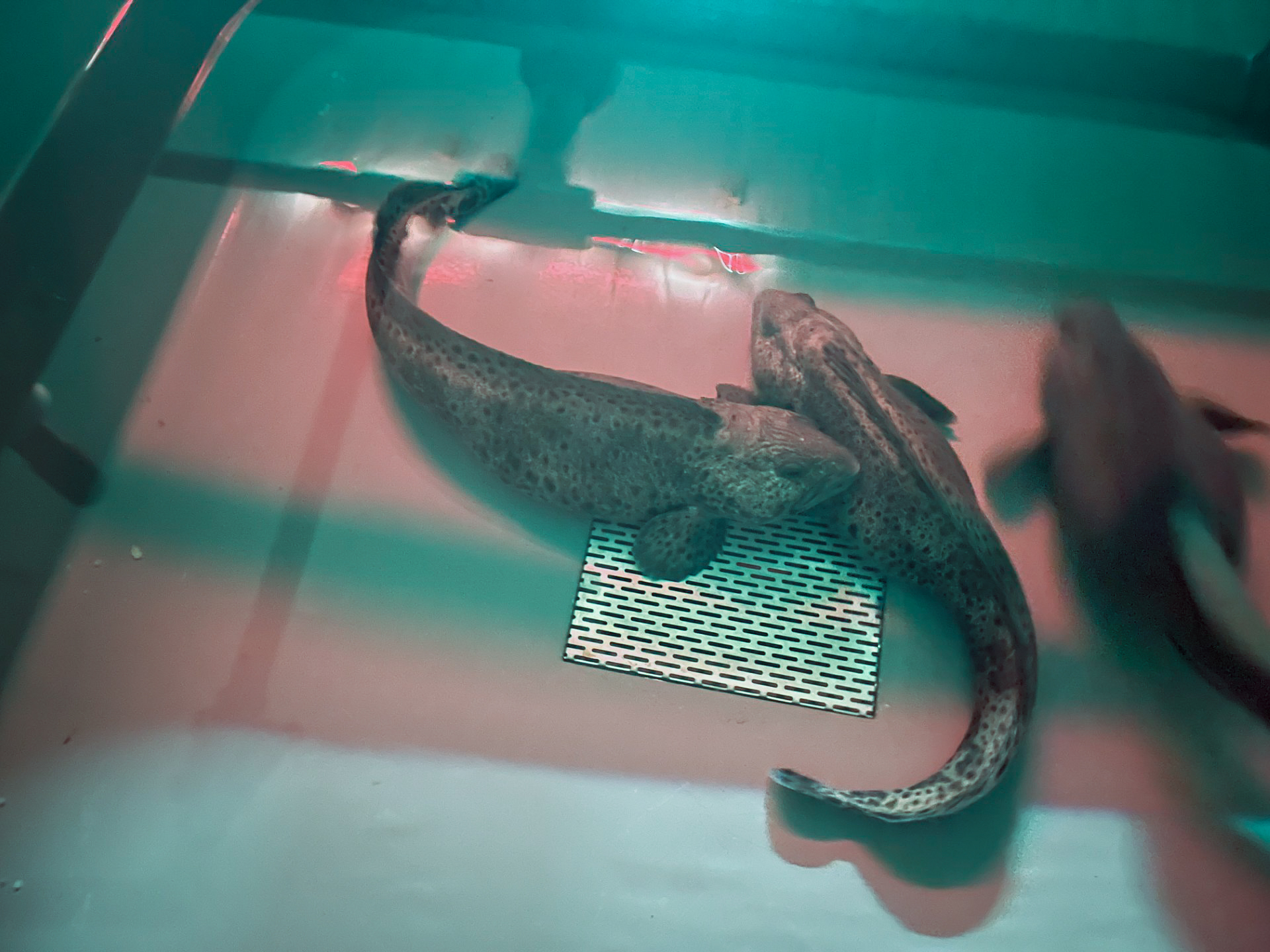 A spotted wolffish, the species Amar Seafood breeds at its land-based facilities in Canada