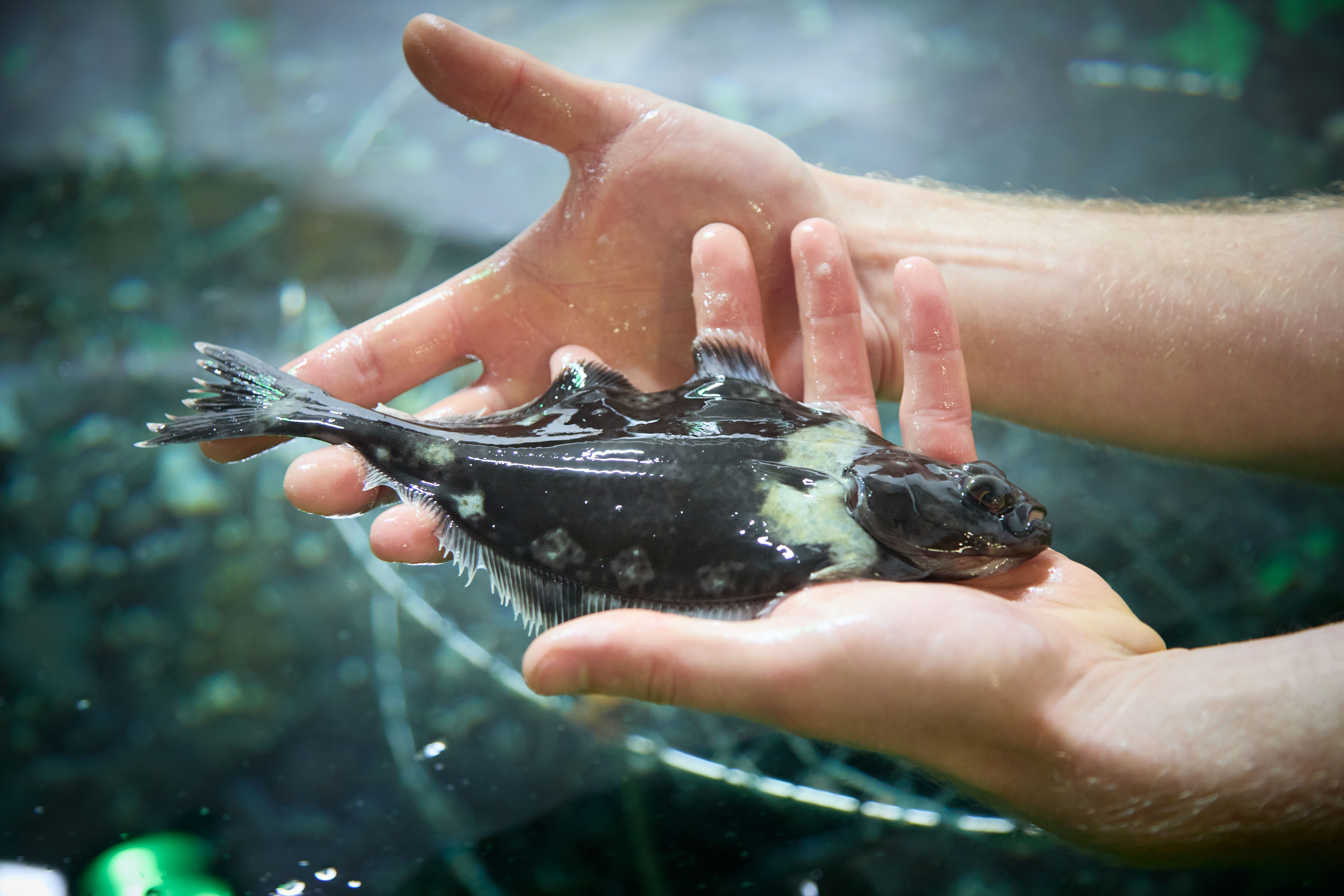 Juvenile halibut held in hands at Amar Seafood Canada