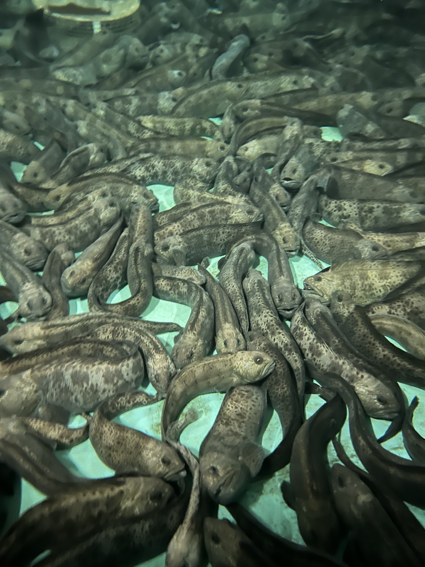 Spotted Wolffish in a tank at Amar Seafood's land-based facility on Prince Edward Island