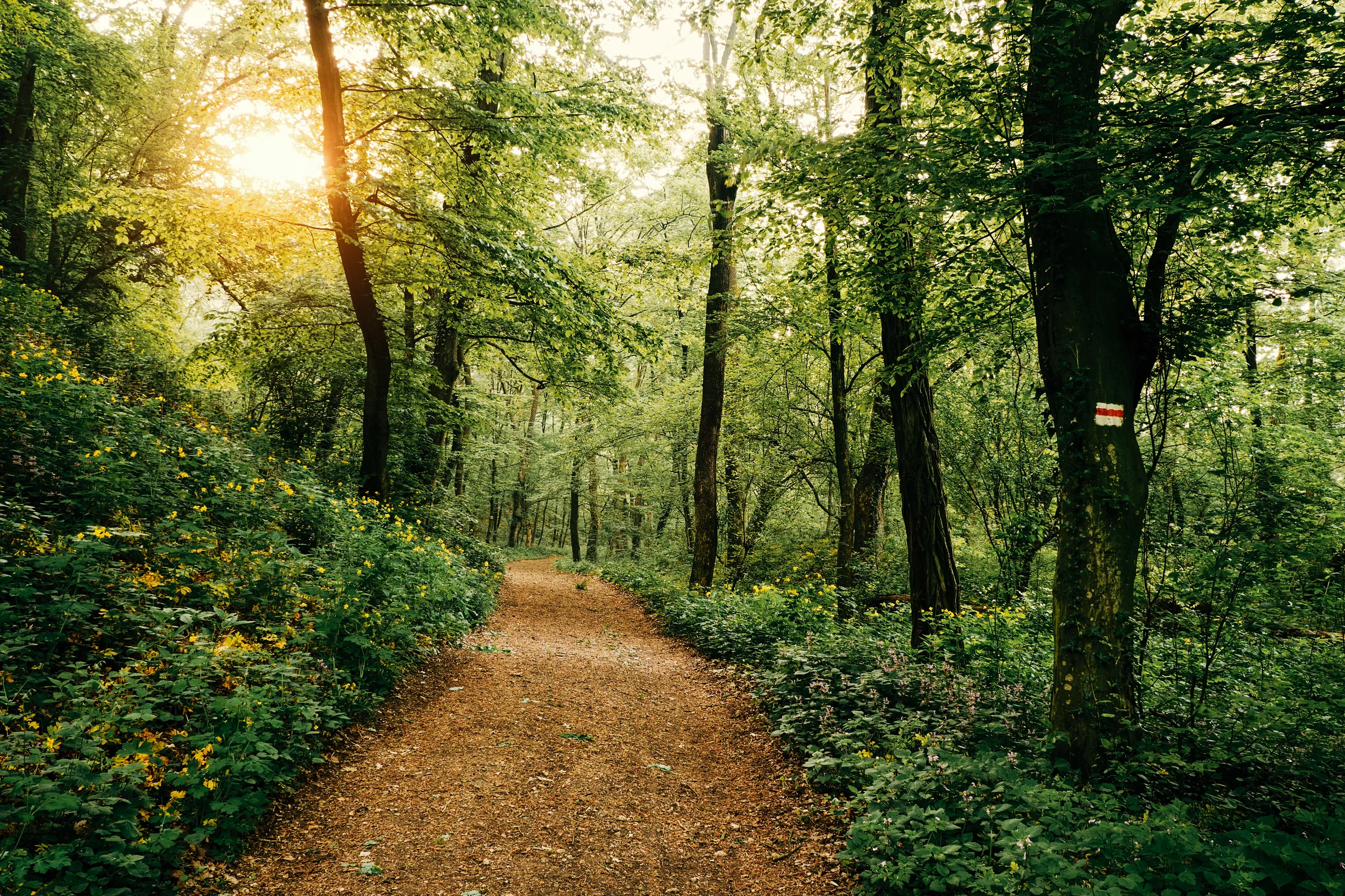 Gångstig genom en grön skog