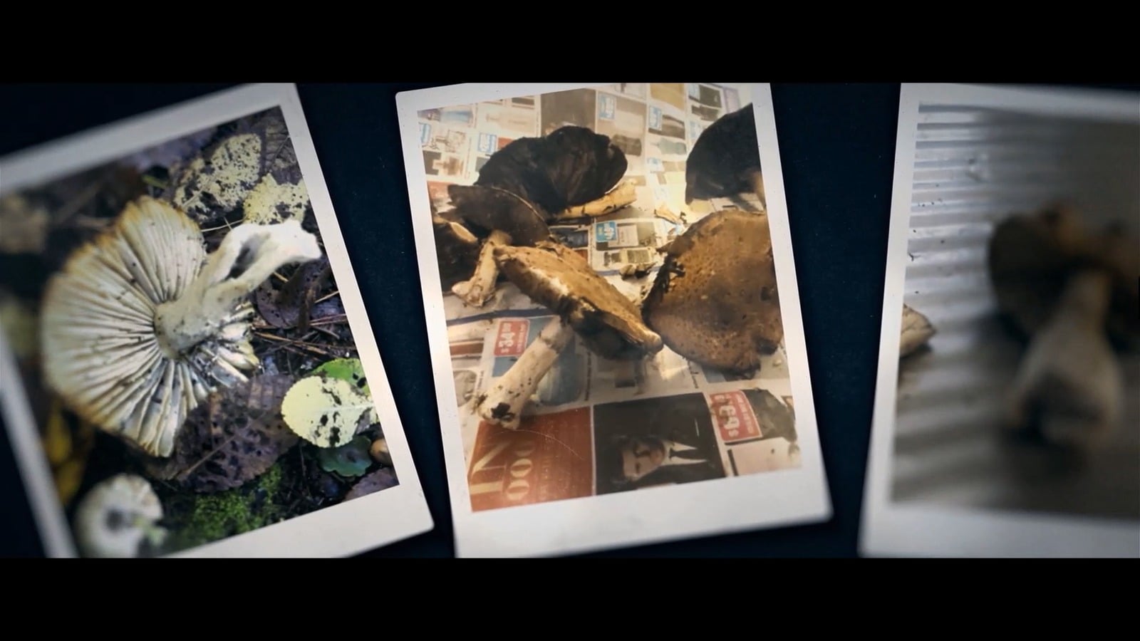 Death Cap Murders still
