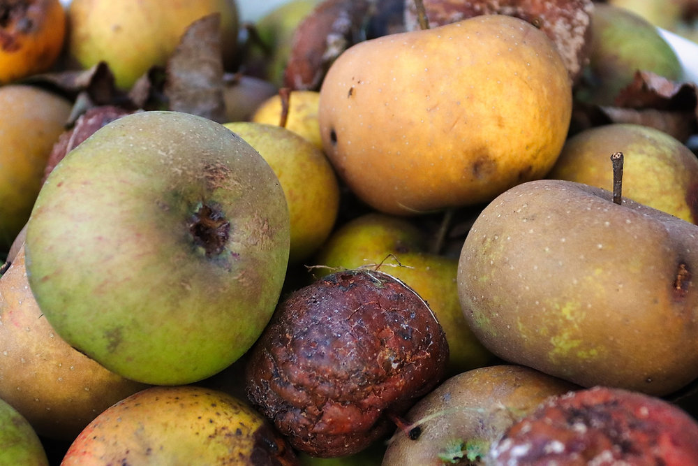 Food waste and losses