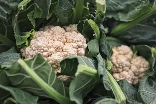 Coliflores y coles creciendo en el campo, producción de Lagadec Primeurs