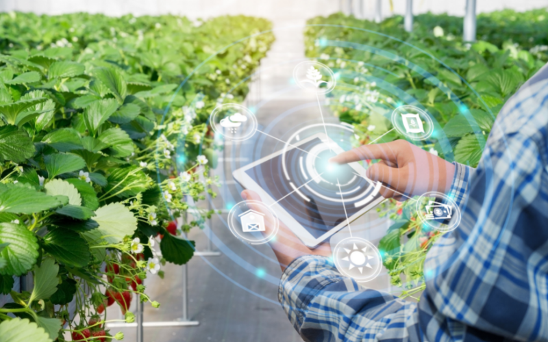 Cómo los catálogos digitales te ayudan a comprar y vender frutas y verduras online