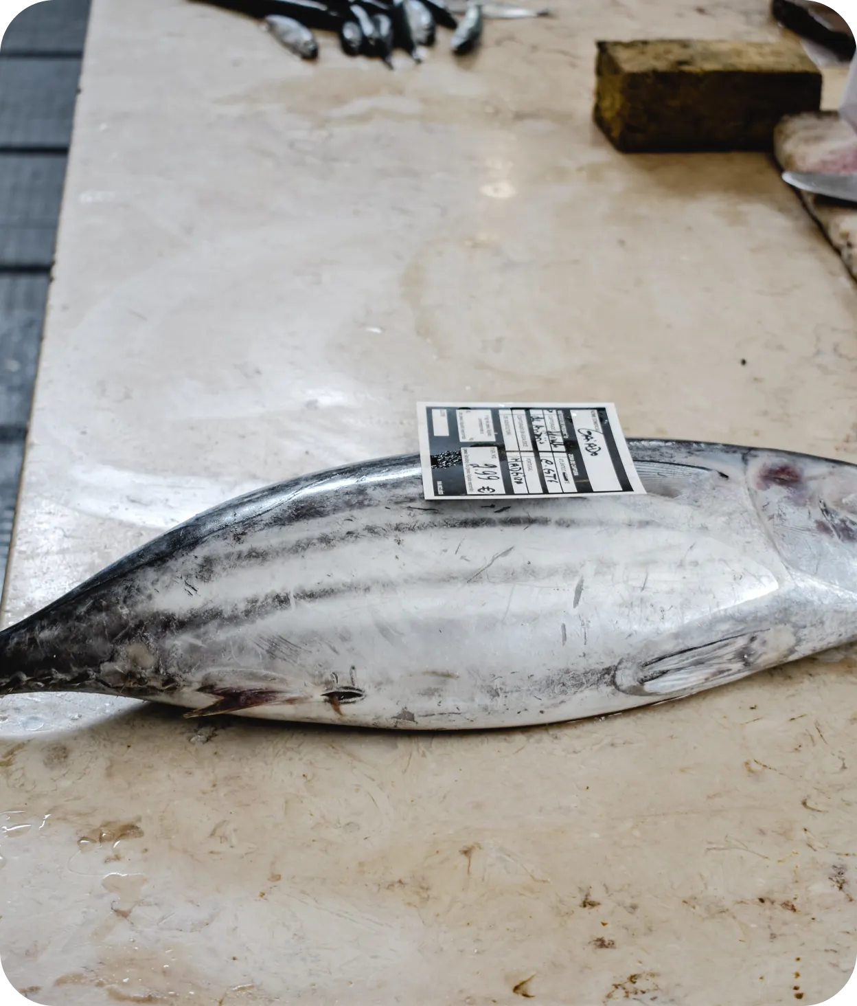 Atún fresco con una etiqueta de precio en el mostrador de una pescadería