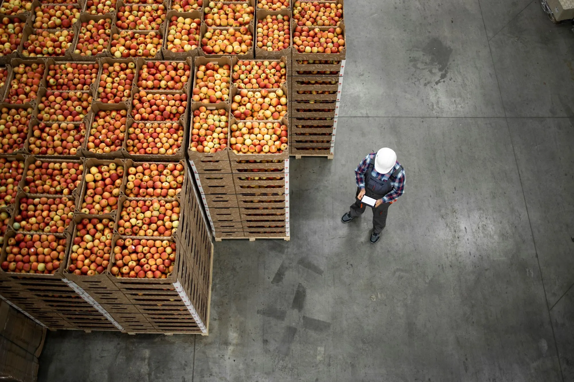 Trabajador de almacén revisando el inventario en una tableta junto a palés de cajas de manzanas