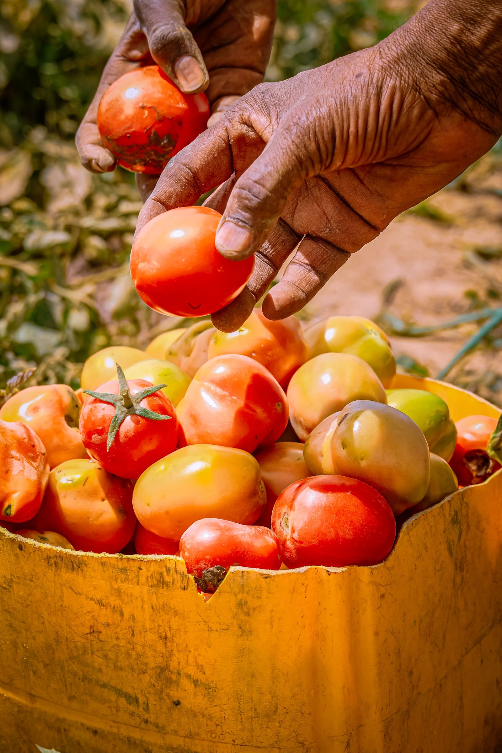 Grower's hands holding freshly harvested tomatoes