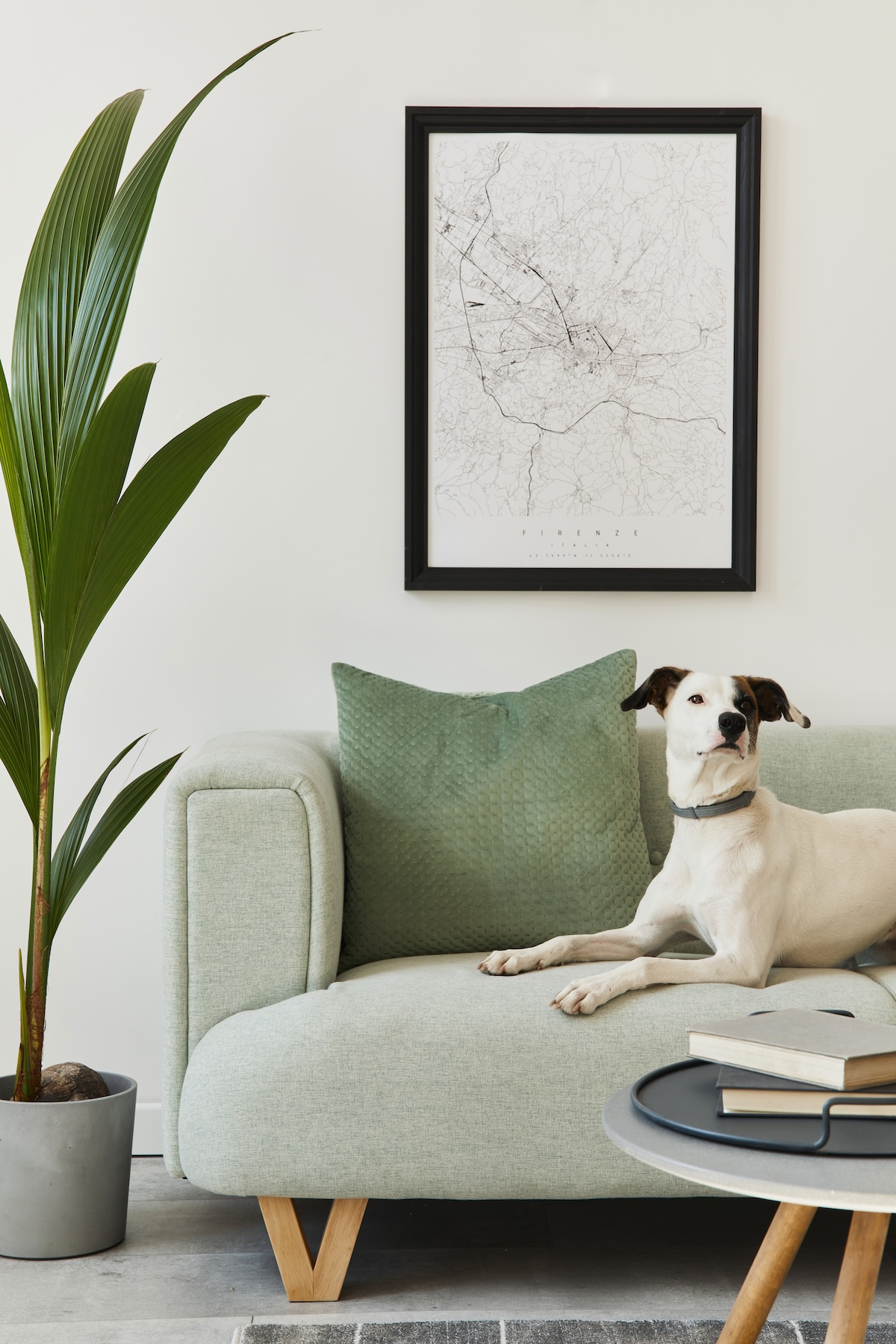 Dog on green couch