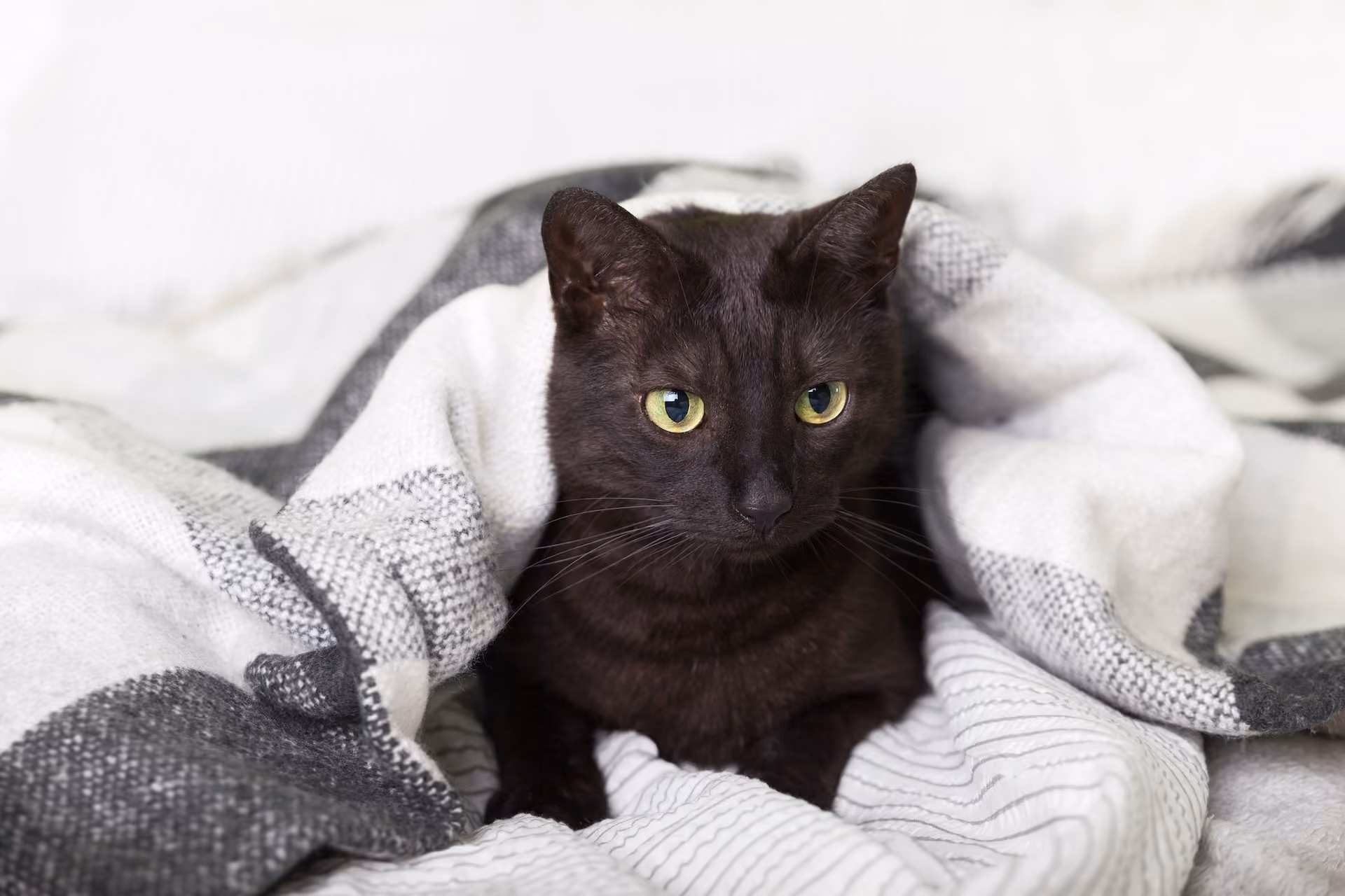 Black cat in blanket