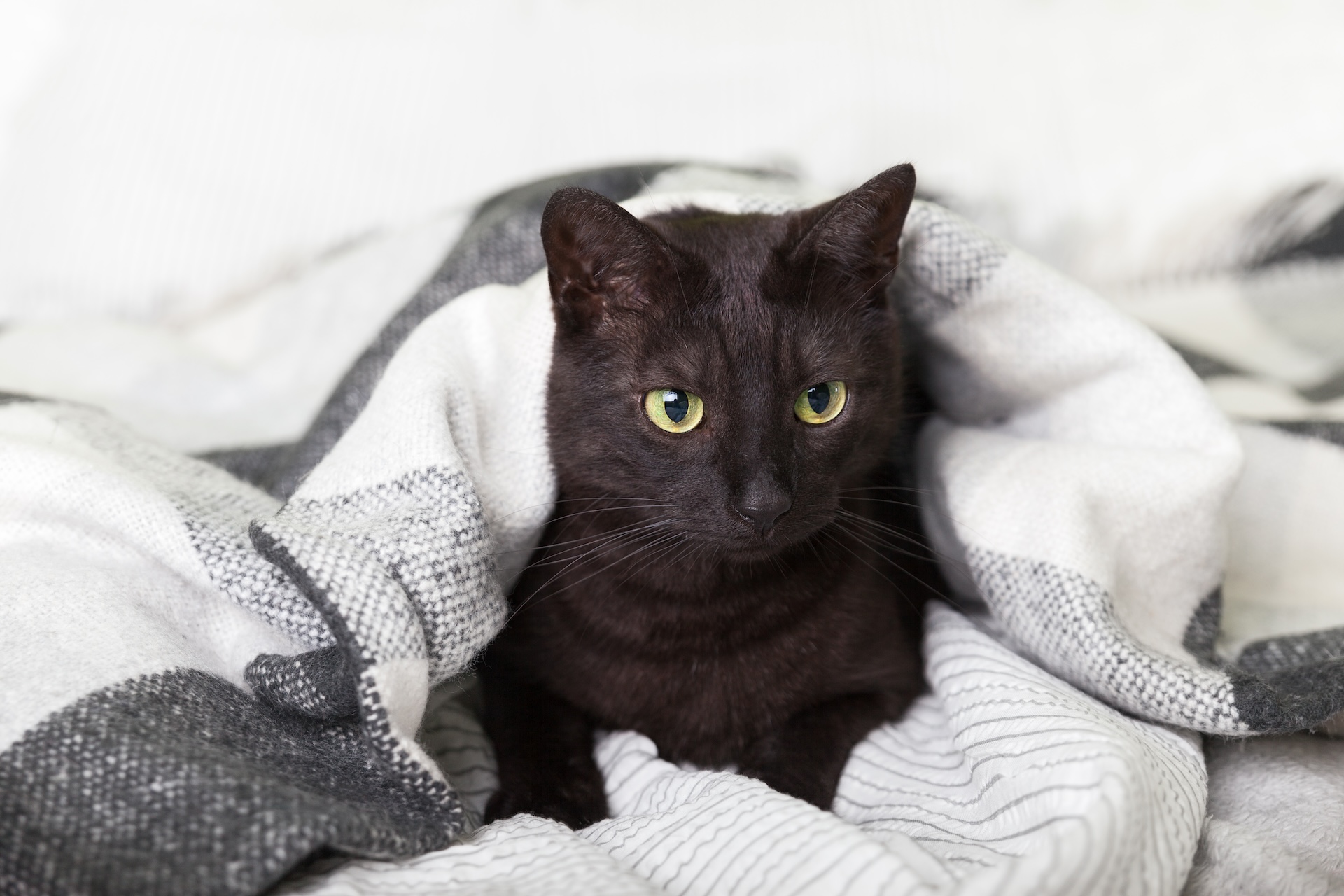Black cat in blanket
