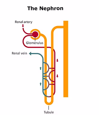 Diagram of a nephron