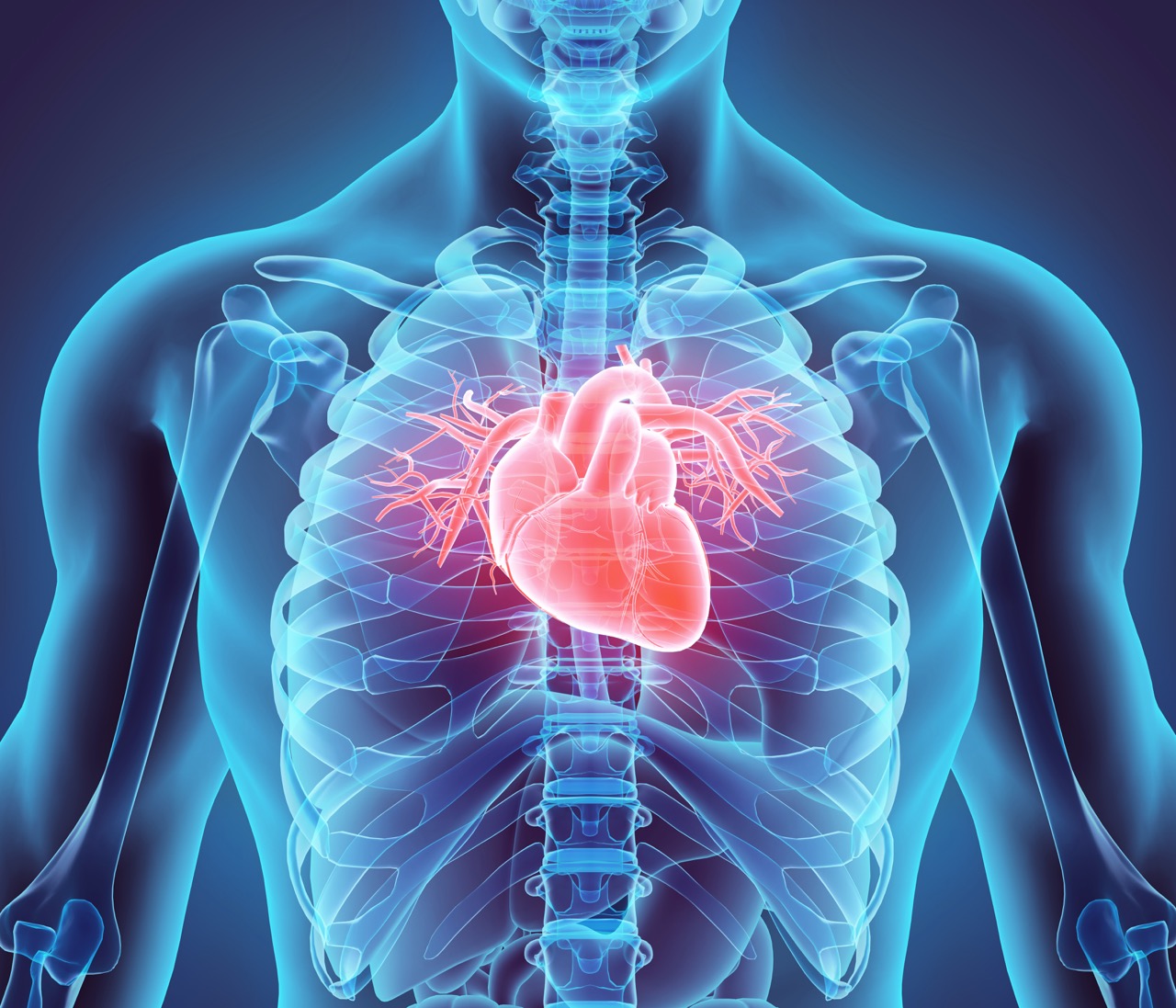 3D illustration of the human heart