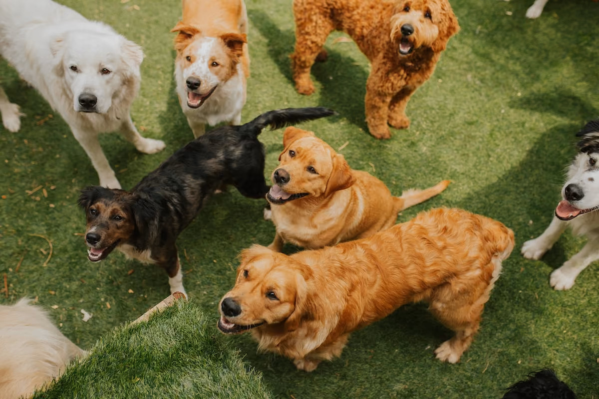 Dogs playing outside