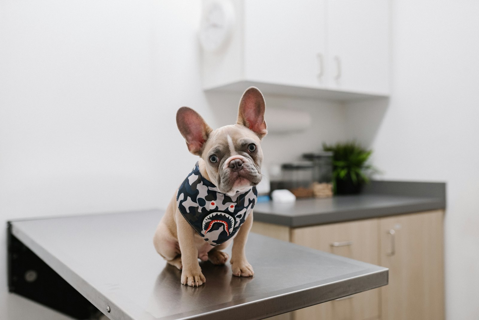 Veterinarian examining a dog
