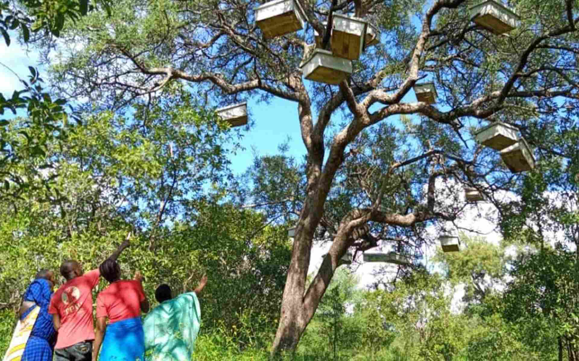 Africa’s First Pollination Summit Opens in Tanzania, With BeeSTAR on the Speaker List