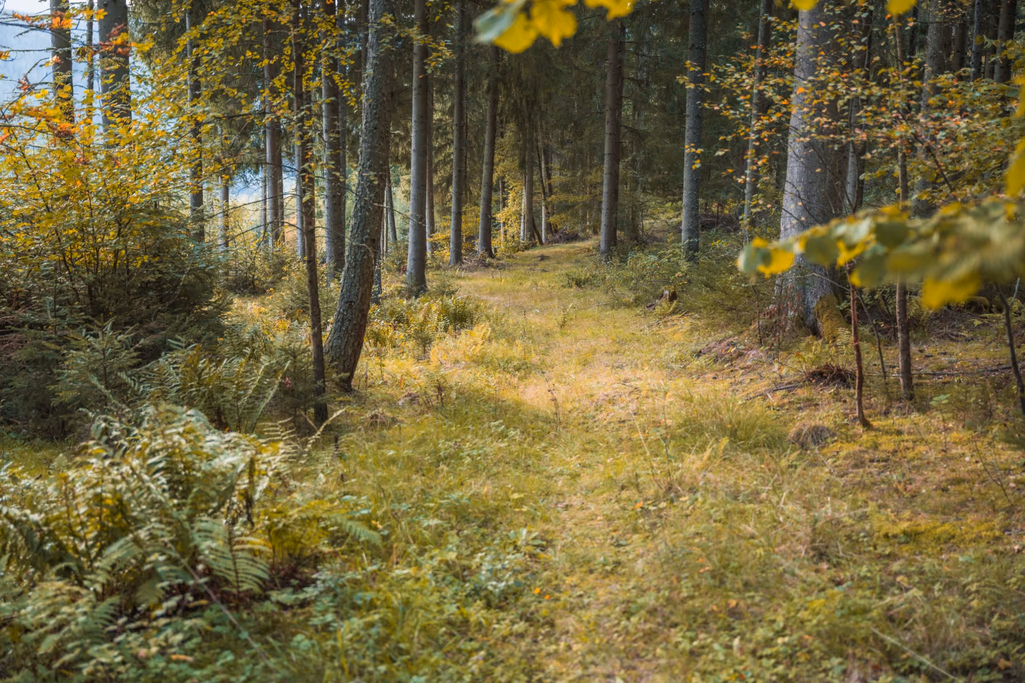 Waldweg durch Nadel- und Laubwald rund um den Gregorhof.