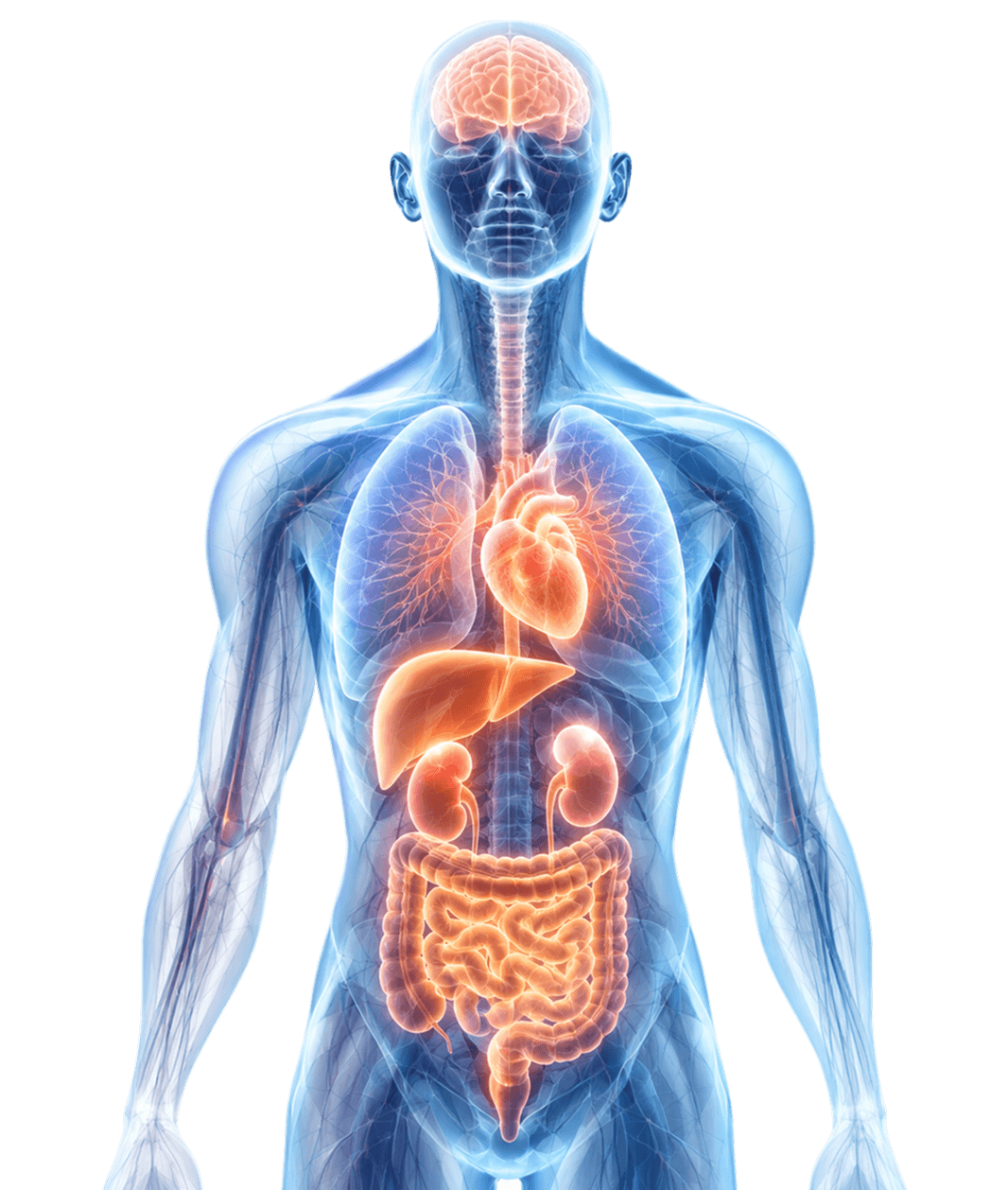 Human Body