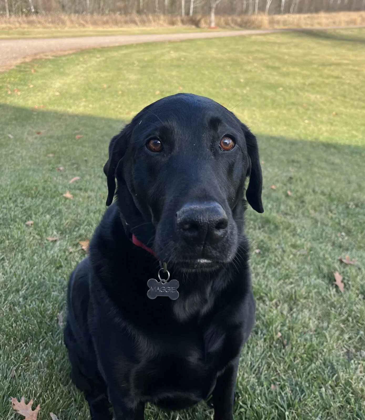 Maggie