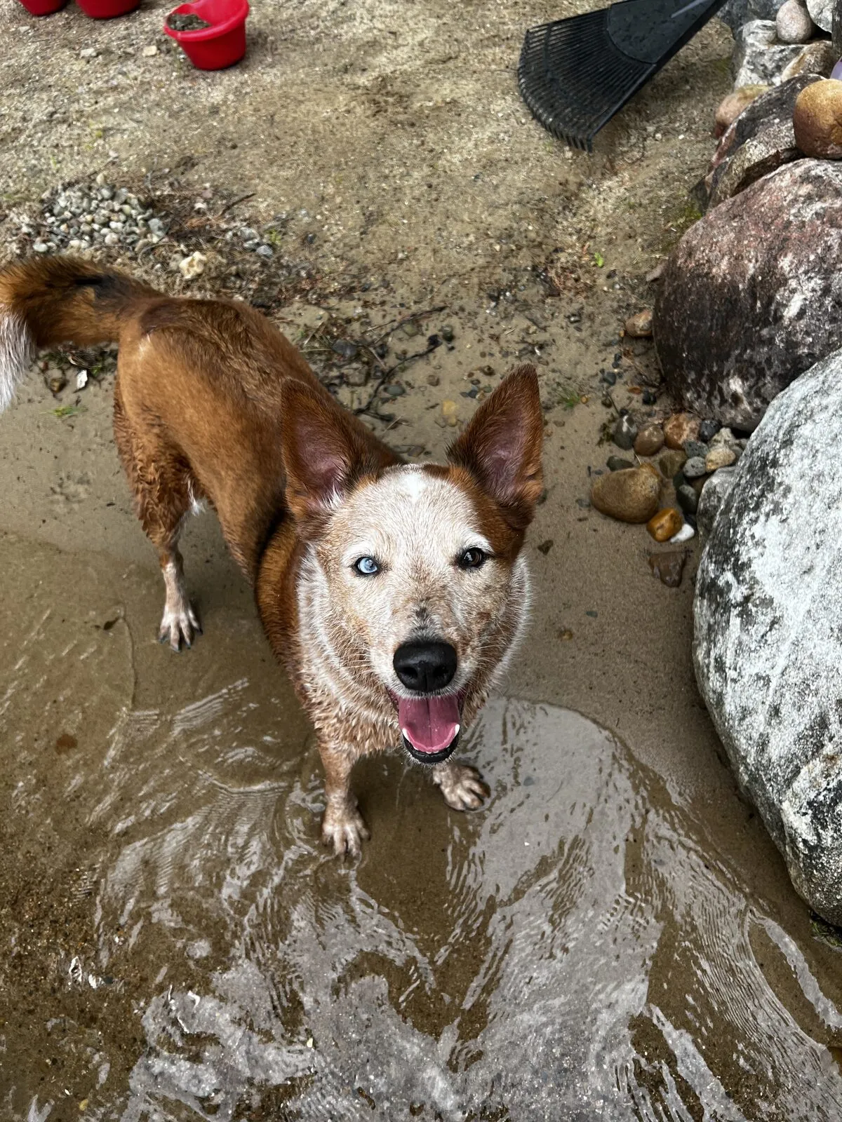 Chico