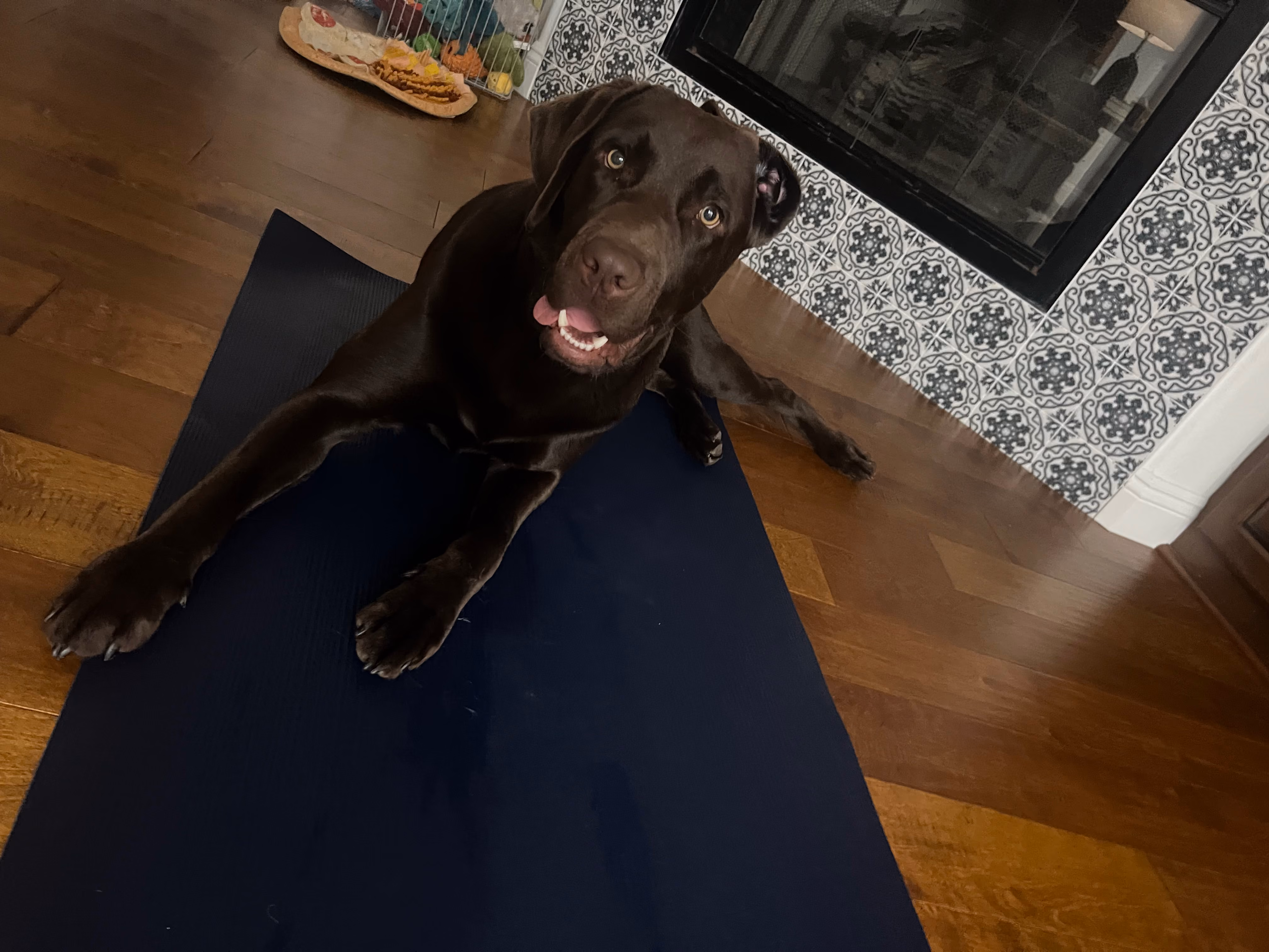 LowKey Loki, a Chocolate Lab
