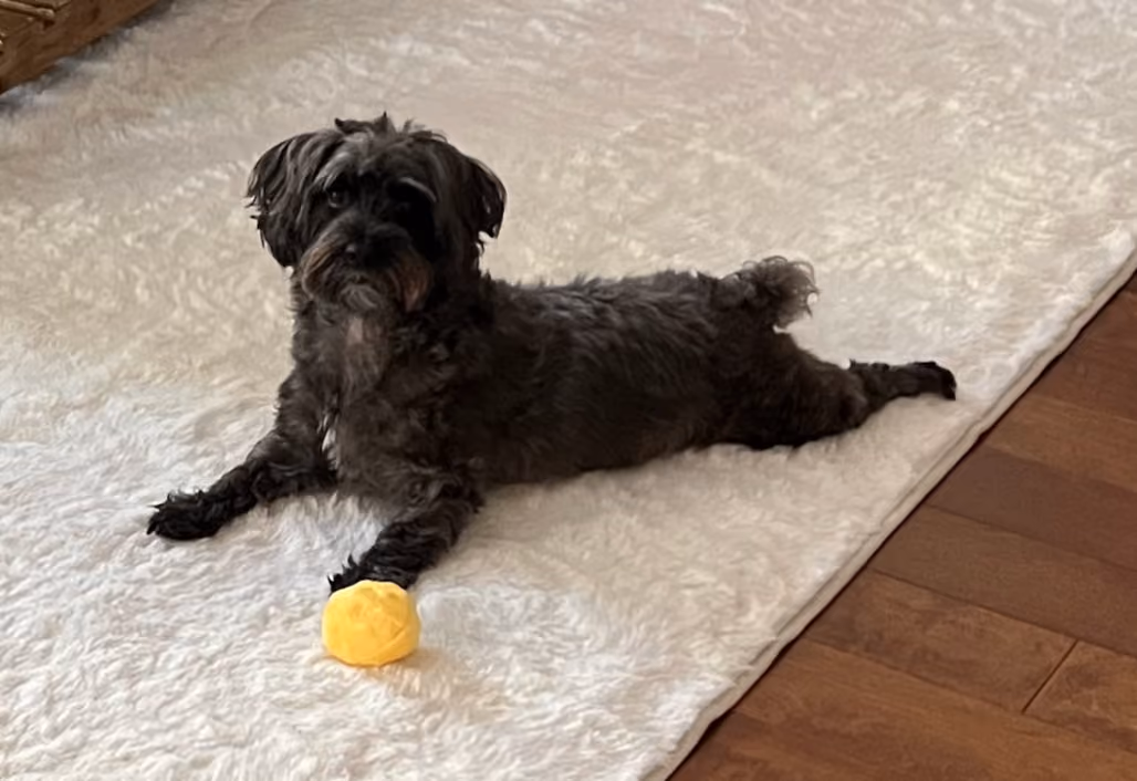 Prince Toby, a Yorkie-Poo