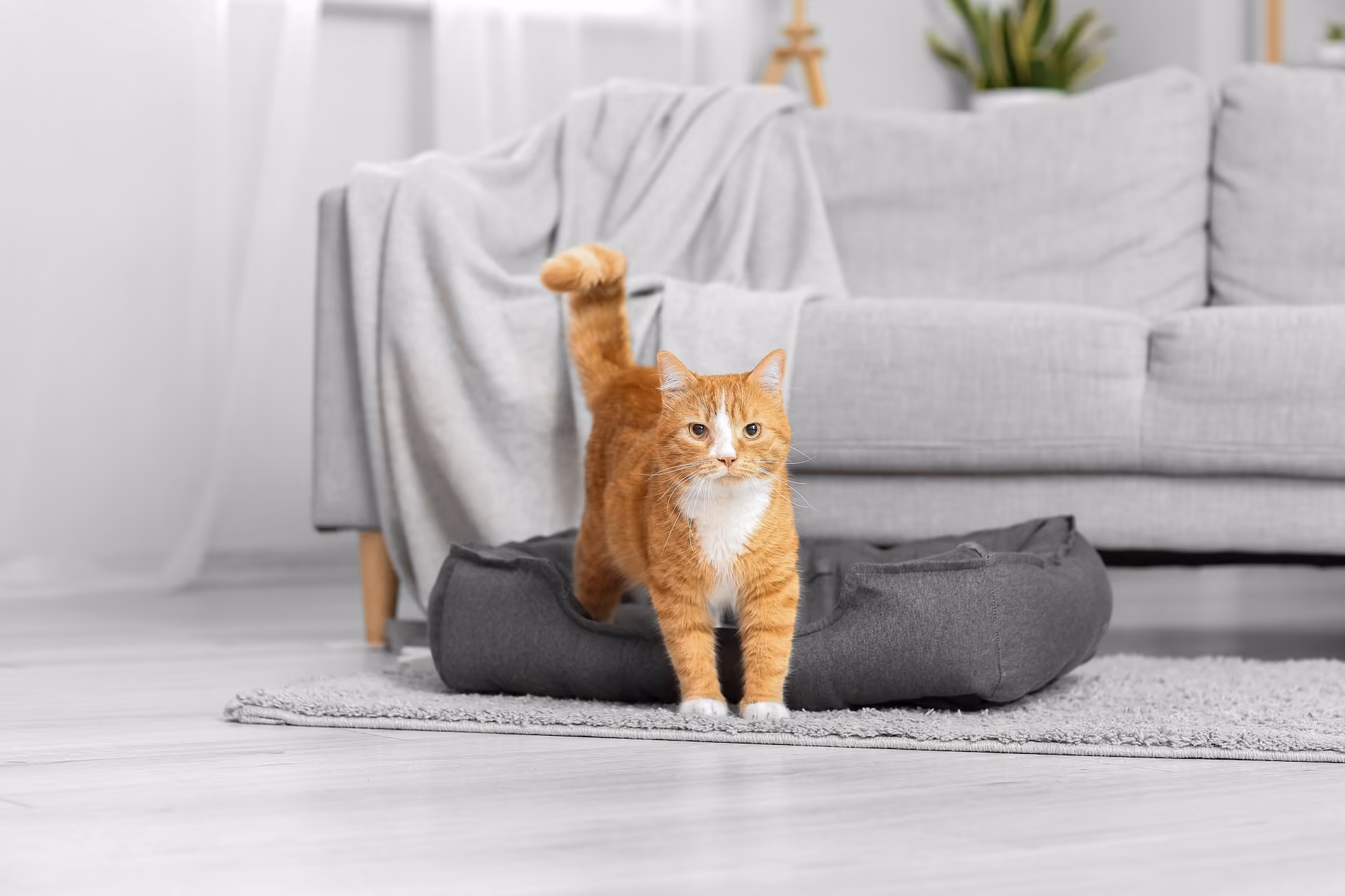 Orange tabby cat in living room