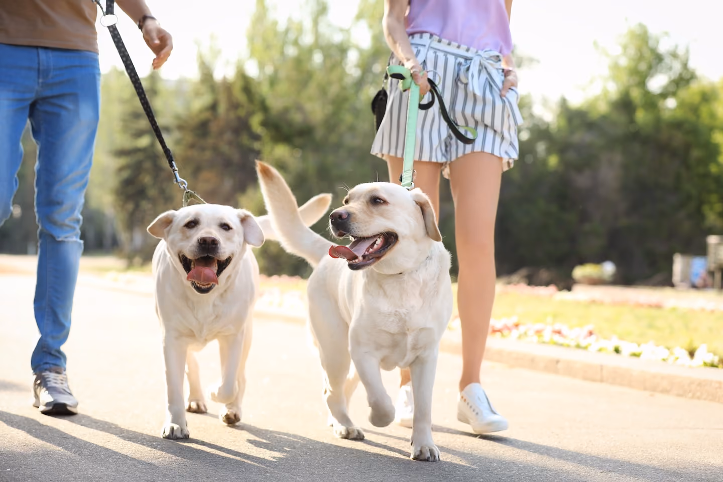 Couple walking two dogs outside