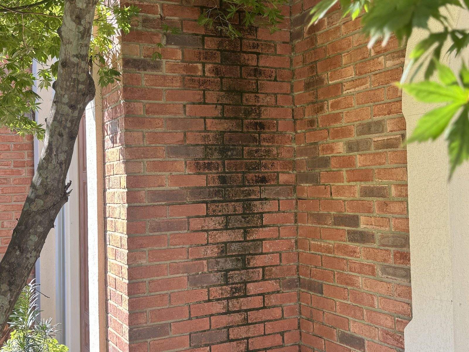 Brick entry corner streaked black with mildew under a shade tree before cleaning