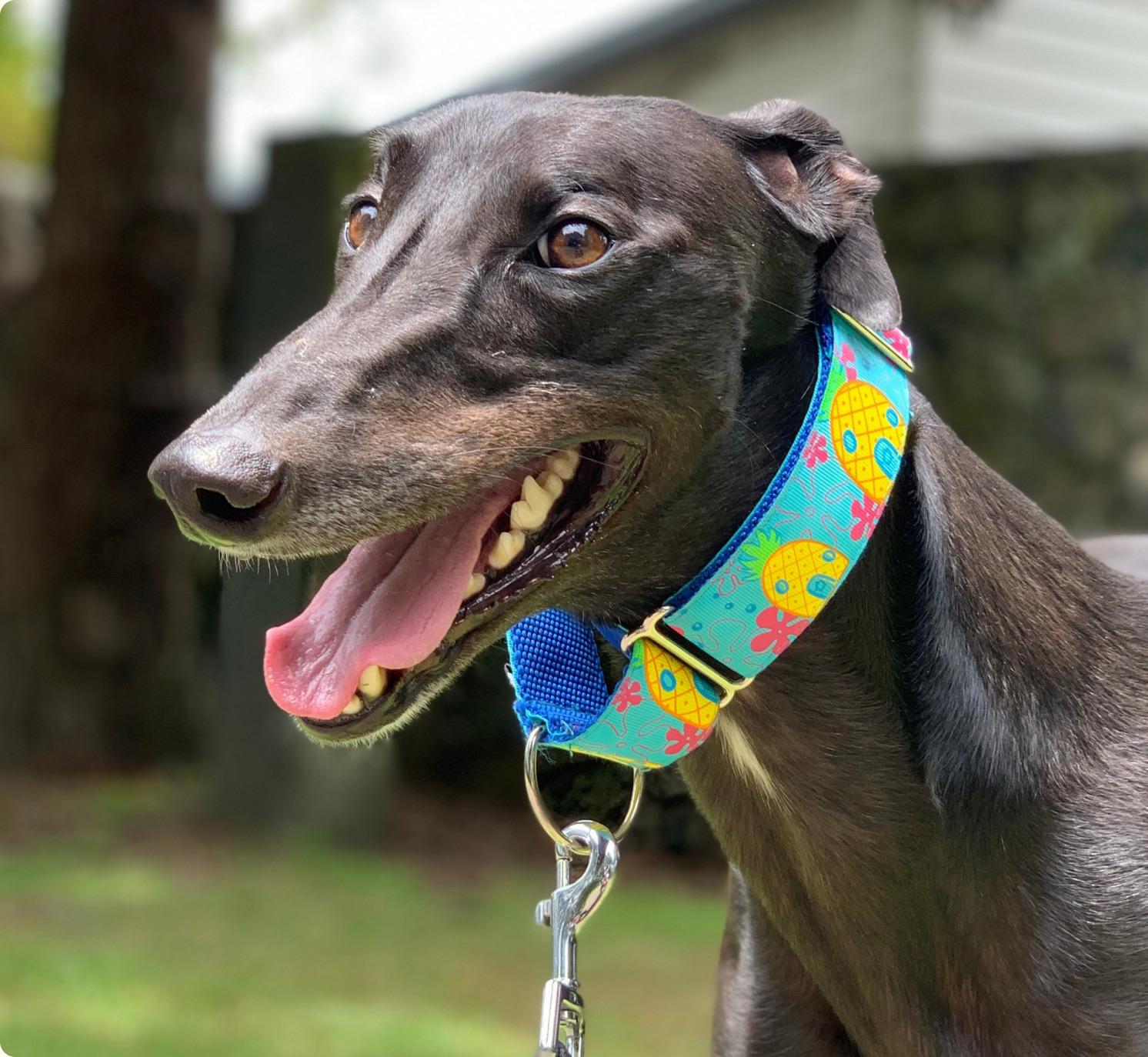 Black greyhound wearing a colourful collar, smiling outdoors