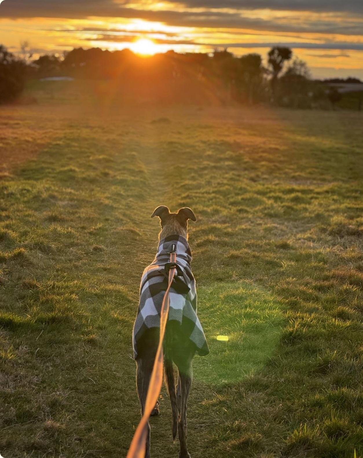 Greyhound in a checked coat walking on a lead towards the sunset